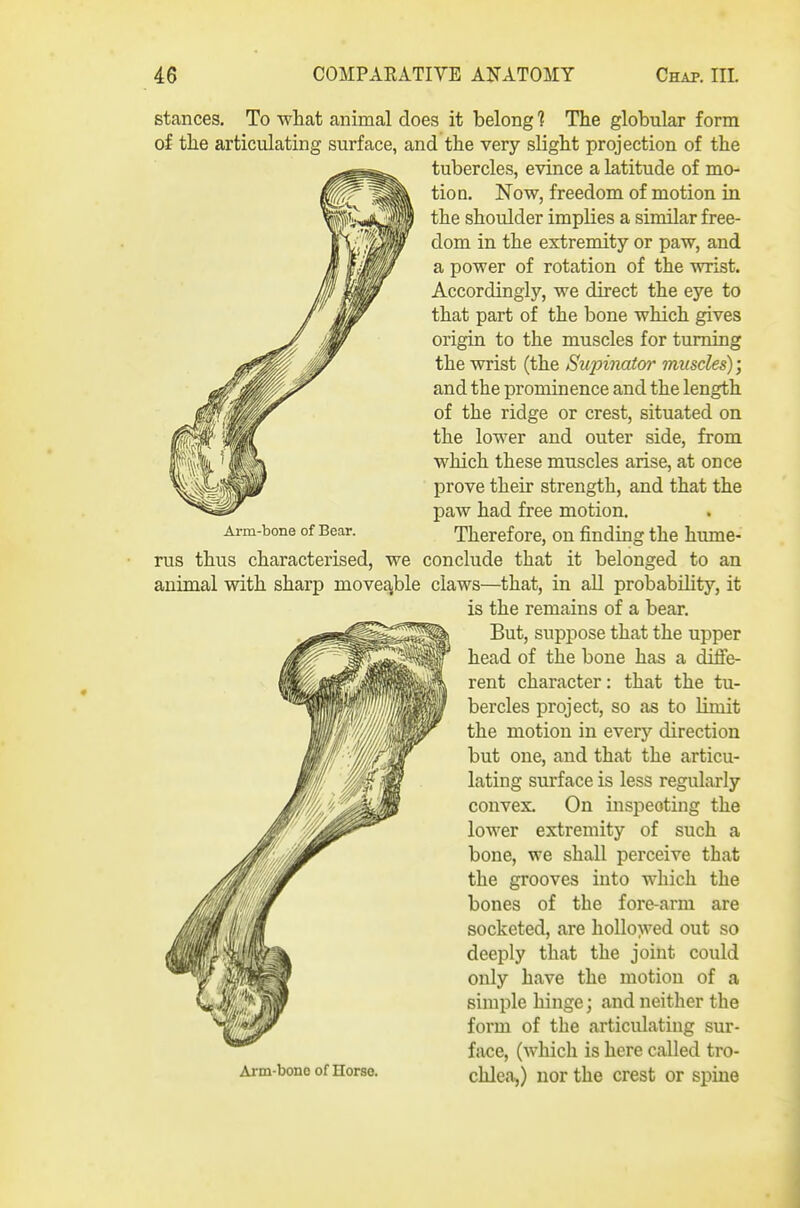 Arm-bone of Bear. stances. To what animal does it belong 1 The globular form of the articulating surface, and the very slight projection of the tubercles, evince a latitude of mo- tion. Now, freedom of motion in the shoulder implies a similar free- dom in the extremity or paw, and a power of rotation of the wrist. Accordingly, we direct the eye to that part of the bone which gives origin to the muscles for turning the wrist (the Sujnnator muscles); and the prominence and the length of the ridge or crest, situated on the lower and outer side, from which these muscles arise, at once prove their strength, and that the paAV had free motion. Therefore, on finding the hume- rus thus characterised, we conclude that it belonged to an animal with sharp moveable claws—that, in all probability, it is the remains of a bear. But, suppose that the upper head of the bone has a difie- rent character: that the tu- bercles project, so as to limit the motion in every direction but one, and that the articu- lating surface is less regularly convex. On inspecting the lower extremity of such a bone, we shall perceive that the grooves into which the bones of the fore-arm are socketed, are hollowed out so deeply that the joint could only have the motion of a simple hinge; and neither the form of the articulating sur- face, (which is here called tro- clilea,) nor the crest or spine Arm-bono of Horse.