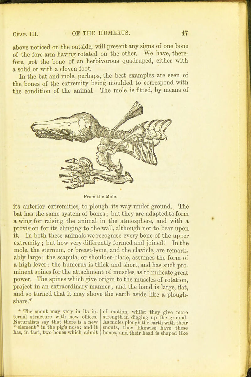 above noticed on the outside, will present any signs of one bone of the fore-arm having rotated on the other. We have, there- fore, got the bone of an herbivorous quadruped, either with a solid or with a cloven foot. In the bat and mole, perhaps, the best examples are seen of the bones of the extremity being moulded to correspond with the condition of the animal The mole is fitted, by means of From the Mole. its anterior extremities, to plough its way under-ground. The bat has the same system of bones; but they are adapted to form a wing for raising the animal in the atmosphere, and with a provision for its clinging to the wall, although not to bear upon it. In both these animals we recognise every bone of the upper extremity; but how very difierently formed and j oined! In the mole, the sternum, or breast-bone, and the clavicle, are remark- ably large: the scapula, or shoulder-blade, assumes the form of a high lever: the humerus is thick and short, and has such pro- minent spines for the attachment of muscles as to indicate great power. The spines which give origin to the muscles of rotation, project in an extraordinary manner; and the hand is large, flat, and so turned that it may shove the earth aside like a plough- share.* * The snout may vary in its in- ternal structure witli new offices. Naturalists say that there is a new element in the pig's nose: and it has, in fact, two bones which admit of motion, whilst they give more strength in digging up the gi-ound. As moles plough tlie earth with their snouts, they Ukowise have these hones, and theu- head is shaped liko