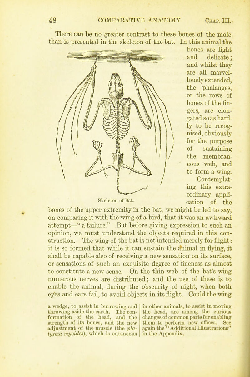 There can be no greater contrast to these bones of the mole than is presented in the skeleton of the bat. In this animal the bones are light and delicate; and whilst they are aU marvel- lously extended, the phalanges, or the rows of bones of the fin- gers, are elon- gated so as hard- ly to be recog- nised, obviously for the purpose of sustaining the membran- eous web, and to form a wing. Contemplat- ing this extra- ordinary appli- cation of the bones of the upper extremity in the bat, we might be led to say, on comparing it with the wing of a bird, that it was an awkward attempt— a failure. But before giving expression to such an opinion, we must understand the objects required in this con- struction. The wing of the bat is not intended merely for flight: it is so formed that while it can sustain the ahiimal in fljdng, it shall be capable also of receiving a new sensation on its surface, or sensations of such an exquisite degree of fineness as almost to constitute a new sense. On the thin web of the bat's wing numerous nerves are distributed; and the use of these is to enable the animal, during the obscurity of night, when both eyes and ears fail, to avoid objects in its flight. Could the wing Skeleton of Bat. a weclgc, to assist in burrowing and throwing fiside tlie earth. Tho con- formation of tlie head, and the strength of its bones, and tlie new adjustment of the muscle (the pla- tysma myoidcs), which is cutaneous in other animals, to assist in moving the head, are among the curious changes of common parts for enabling them to perform new offices. See again the Additional Illustrations in tho Appendix.