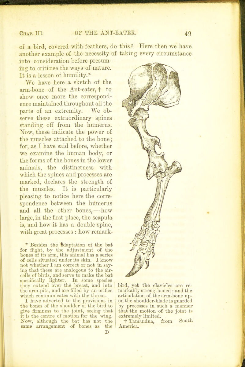 of a bird, covered with feathers, do another example of the necessity of into consideration before presum- ing to criticise the ways of nature. It is a lesson of humihty.* We have here a sketch of the arm-bone of the Ant-eater, f to show once more the correspond- ence maintained throughout all the parts of an extremity. We ob- serve these extraordinary spines standing off from the humerus. Now, these indicate the power of the muscles attached to the bone; for, as I have said before, whether we examine the human body, or the forms of the bones in the lower animals, the distinctness with which the spines and processes are marked, declares the strength of the muscles. It is particularly pleasing to notice here the corre- spondence between the hilmerus and all the other bones, — how large, in the first place, the scapula is, and how it has a double spine, with gTeat processes : how remark- * Besides the ftdaptation of the bat for flight, by the adjustment of the bones of its arm, this animal has a series of cells situated under its skin. I know not whether I am correct or not in say- ing that these are analogous to the air- cells of birds, <and sei-ve to make the bat specifically lighter. In some species they extend over the breast, and into the arm-pits, and are filled by an orifice ■which communicates with the thi'oat. I have adverted to the provisions in the bones of the shoulder of the bird to give firmness to the joint, seeing that it is the centre of motion for the wing. Now, although the bat has not the same arrangement of bones as the this? Here then we have taking every circumstance bird, yet the clavicles are re- markably strengthened: and the ai'ticulation of the arm-bone up- on the shoulder-blade is guarded by processes in siich a manner that the motion of the joint is extremely limited. t Tamandua, from South America.