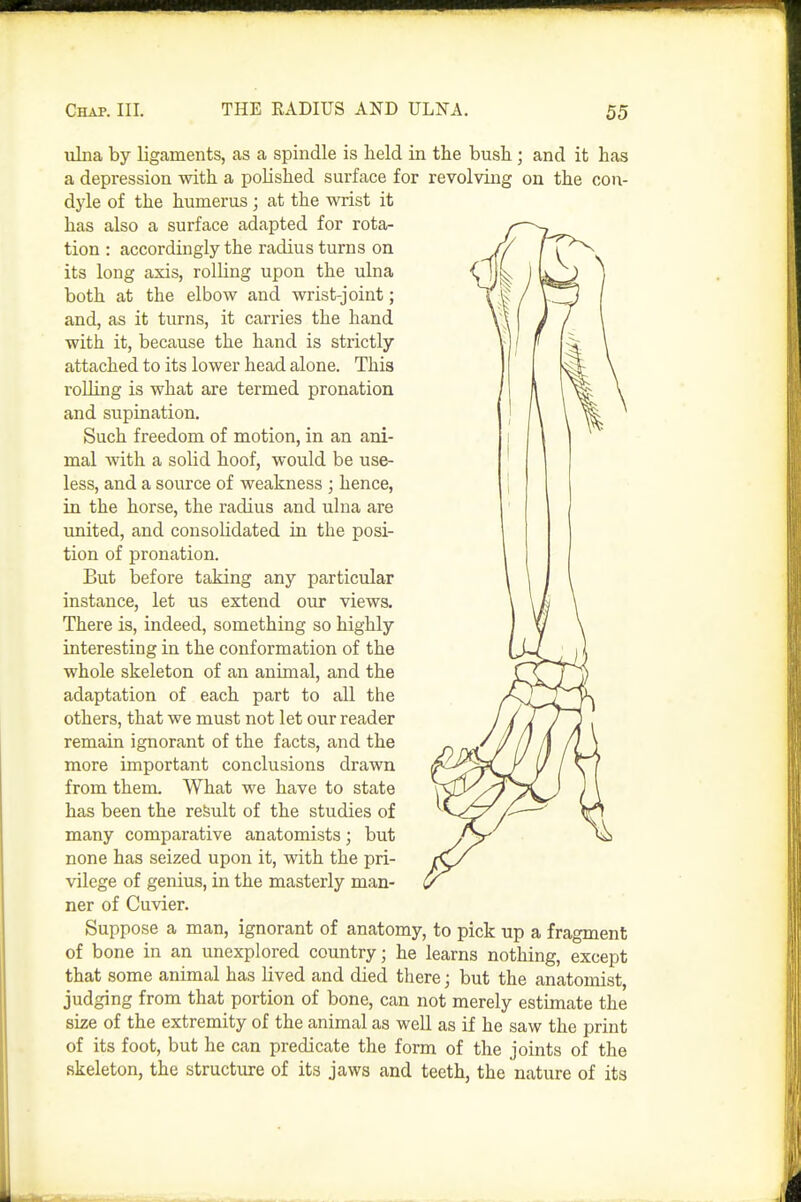 ulna by ligaments, as a spindle is held in the bush; and it has a depression with a polished surface for revolving on the con- dyle of the humerus; at the wrist it has also a surface adapted for rota- tion : accordingly the radius turns on its long axis, rolling upon the ulna both at the elbow and wrist-joint; and, as it turns, it carries the hand with it, because the hand is strictly attached to its lower head alone. This roUing is what are termed pronation and supination. Such freedom of motion, in an ani- mal with a solid hoof, would be use- less, and a source of weakness ; hence, in the horse, the radius and uhia are united, and consolidated in the posi- tion of pronation. But before taking any particular instance, let us extend our views. There is, indeed, something so highly interesting in the conformation of the whole skeleton of an animal, and the adaptation of each part to all the others, that we must not let our reader remain ignorant of the facts, and the more important conclusions drawn from them. What we have to state has been the refeult of the studies of many comparative anatomists; but none has seized upon it, with the pri- vilege of genius, in the masterly man- ner of Cuvier. Suppose a man, ignorant of anatomy, to pick up a fragment of bone in an unexplored country; he learns nothing, except that some animal has lived and died there; but the anatomist, judging from that portion of bone, can not merely estimate the size of the extremity of the animal as well as if he saw the print of its foot, but he can predicate the form of the joints of the skeleton, the structure of its jaws and teeth, the nature of its