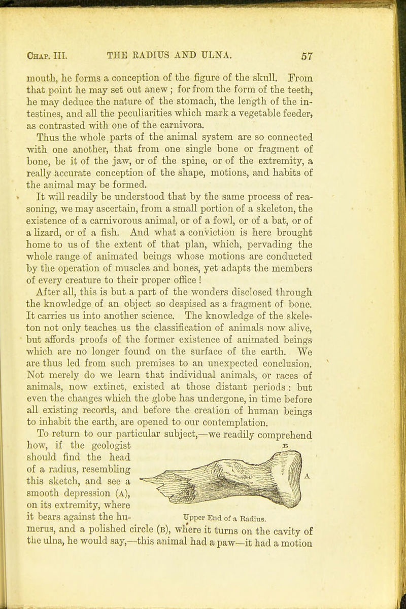 mouth, he forms a conception of the figure of the skull. From that point he may set out anew; for from the form of the teeth, he may deduce the nature of the stomach, the length of the in- testines, and all the peculiarities which mark a vegetable feeder, as contrasted with one of the carnivora. Thus the whole parts of the animal system are so connected with one another, that from one single bone or fragment of bone, be it of the jaw, or of the spine, or of the extremity, a reaUy Accurate conception of the shape, motions, and habits of the animal may be formed. It will readily be understood that by the same process of rea- soning, we may ascertain, from a small portion of a skeleton, the existence of a carnivorous animal, or of a fowl, or of a bat, or of a lizard, or of a fish. And what a conviction is here brought home to us of the extent of that plan, which, pervading the whole range of animated beings whose motions are conducted by the operation of muscles and bones, yet adapts the members of every creature to their proper office ! After all, this is but a part of the wonders disclosed through the knowledge of an object so despised as a fragment of bone. It carries us into another science. The knowledge of the skele- ton not only teaches us the classification of animals now alive, but affords proofs of the former existence of animated beings which are no longer found on the surface of the earth. We are thus led from such premises to an unexpected conclusion. Not merely do we learn that individual animals, or races of animals, now extinct, existed at those distant periods : but even the changes which the globe has undergone, in time before all existing records, and before the creation of human beings to inhabit the earth, are opened to our contemplation. To return to our particular subject,—we readily comprehend how, if the geologist should find the head of a radius, resembling this sketch, and see a smooth depression (a), on its extremity, where it bears against the hu- Upper End of a Radius. merus, and a polished circle (b), where it turns on the cavity of the ulna, he would say,—this animal had a paw—it had a motion