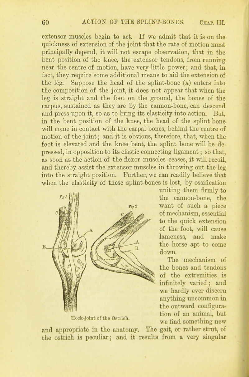 extensor muscles begin to act. If we admit that it is on the quickness of extension of the joint that the rate of motion must principally depend, it will not escape observation, that in the bent position of the knee, the extensor tendons, from running near the centre of motion, have very little power; and that, in fact, they require some additional means to aid the extension of the leg. Suppose the head of the splint-bone (a) enters into the composition of the joint, it does not appear that when the leg is straight and the foot on the ground, the bones of the carpus, sustained as they are by the cannon-bone, can descend and press upon it, so as to bring its elasticity into action. But, in the bent i^osition of the knee, the head of the spUnt-bone will come in contact with the carpal bones, behind the centre of motion of the joint; and it is obvious, therefore, that, when the foot is elevated and the knee bent, the splint bone will be de- pressed, in opposition to its elastic connecting ligament; so that, as soon as the action of the flexor muscles ceases, it will recoil, and thereby assist the extensor muscles in throwing out the leg into the straight position. Further, we can readily believe that when the elasticity of these splint-bones is lost, by ossification uniting them firmly to the cannon-bone, the want of such a piece of mechanism, essential to the quick extension of the foot, ■vsdll cause lameness, and make the horse apt to come down. The mechanism of the bones and tendons of the extremities is infinitely varied; and we hardly ever discern anything uncommon in the outward configura- tion of an animal, but we find something new and appropriate in the anatomy. The gait, or rather strut, of the ostrich is peculiar; and it results from a very singular Hock-joint of the Ostrich.