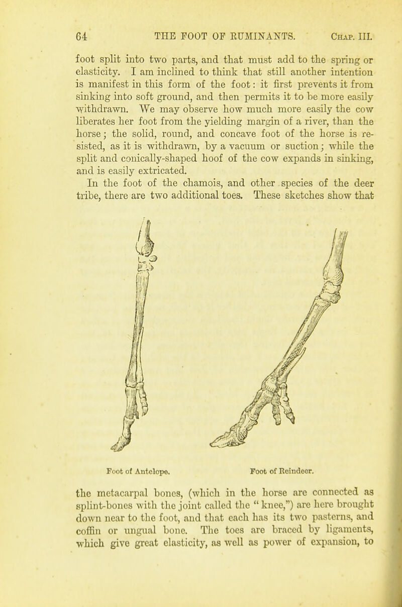 foot split into two parts, and that must add to the spring or elasticity. I am inclined to think that still another intention is manifest in this form of the foot: it first prevents it from sinking into soft ground, and then permits it to be more easily withdrawn. We may observe how much more easUy the cow liberates her foot from the yielding margin of a river, than the horse; the solid, round, and concave foot of the horse is re- sisted, as it is withdrawn, by a vacuum or suction; while the split and conically-shaped hoof of the cow expands in sinking, and is easily extricated. In the foot of the chamois, and other species of the deer tribe, there are two additional toes. These sketches show that Foot of Antelope. Foot of Reindeer, the metacarpal bones, (which in the horse are connected as splint-bones with the joint called the  knee,) are here brought down near to the foot, and that each has its two pasterns, and coflfin or ungual bone. The toes are braced by ligaments, which give great elasticity, as well as power of expansion, to