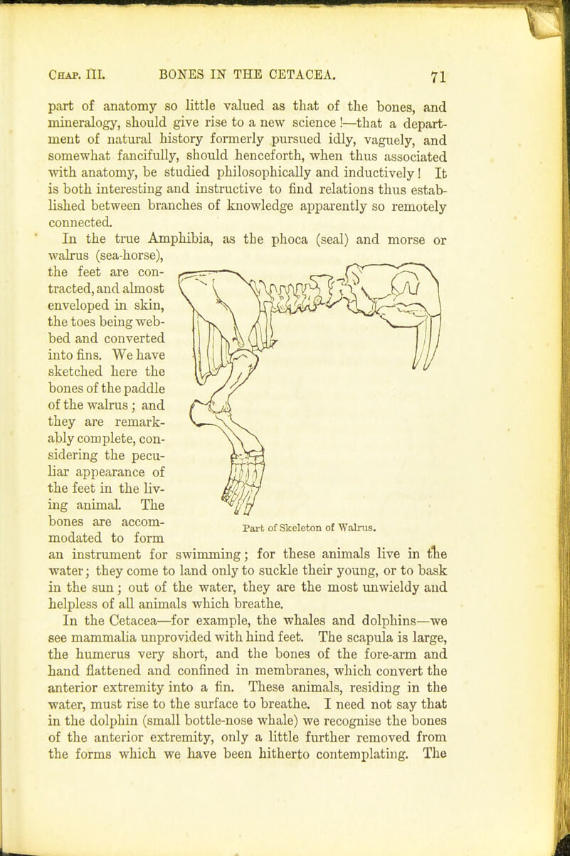 part of anatomy so little valued as that of the bones, and mineralogy, should give rise to a new science !—that a depart- ment of natural history formerly pursued idly, vaguely, and somewhat fancifully, should henceforth, when thus associated Avith anatomy, be studied philosophically and inductively! It is both interesting and instructive to find relations thus estab- lished between branches of knowledge apparently so remotely connected. In the true Amphibia, as the phoca (seal) and morse or walrus (sea-horse), the feet are con- tracted, and almost enveloped in skin, the toes being web- bed and converted into fins. We have sketched here the bones of the paddle of the walrus; and they are remark- ably complete, con- sidering the pecu- liar appearance of the feet in the liv- ing animal The bones are accom- Part of skeleton of Walrus, modated to form an instrument for swimming; for these animals live in tlie water; they come to land only to suckle their young, or to bask in the sun ; out of the water, they are the most imwieldy and helpless of all animals which breathe. In the Cetacea—for example, the whales and dolphins—we see mammalia unprovided with hind feet. The scapula is large, the humerus very short, and the bones of the fore-arm and hand flattened and confined in membranes, which convert the anterior extremity into a fin. These animals, residing in the water, must rise to the surface to breathe. I need not say that in the dolphin (small bottle-nose whale) we recognise the bones of the anterior extremity, only a little further removed from the forms which we have been hitherto contemplating. The