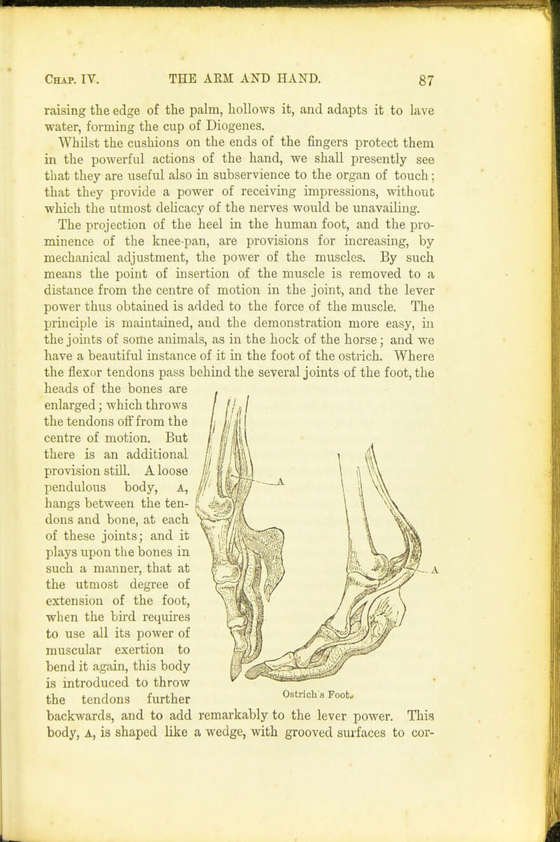 raising the edge of the palm, hollows it, and adapts it to lave water, forming the cup of Diogenes. Whilst the cushions on the ends of the fingers protect them in the powerful actions of the hand, we shall presently see that they are useful also in subservience to the organ of touch; that they provide a power of receiving impressions, without which the utmost delicacy of the nerves would be unavailing. The projection of the heel in the human foot, and the pro- minence of the knee-pan, are provisions for increasing, by mechanical adjustment, the power of the muscles. By such means the point of insertion of the muscle is removed to a distance from the centre of motion in the joint, and the lever power thus obtained is added to the force of the muscle. The principle is maintained, and the demonstration more easy, in the joints of some animals, as in the hock of the horse; and we have a beautiful instance of it in the foot of the ostrich. Where the flexor tendons pass behind the several joints of the foot, the heads of the bones are enlarged; which throws the tendons off from the centre of motion. But there is an additional provision still. A loose pendulous body, A, hangs between the ten- dons and bone, at each of these joints; and it plays upon the bones in such a manner, that at the utmost degree of extension of the foot, when the bird requires to use all its power of muscular exertion to bend it again, this body is introduced to throw the tendons further Ostrich s Foot, backwards, and to add remarkably to the lever power. This body, A, is shaped like a wedge, with grooved surfaces to cor-