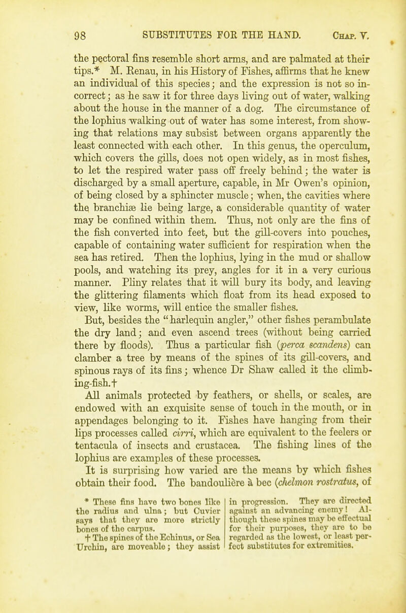 the pectoral fins resemble short arms, and are palmated at their tips.* M, Renau, in his History of Fishes, affirms that he knew an individual of this species; and the expression is not so in- correct ; as he saw it for three days living out of water, walking about the house in the manner of a dog. The circumstance of the lophius walking out of water has some interest, from show- ing that relations may subsist between organs apparently the least connected with each other. In this genus, the operculum, which covers the giUs, does not open widely, as in most fishes, to let the respired water pass off freely behind; the water is discharged by a small aperture, capable, in Mr Owen's opinion, of being closed by a sphincter muscle; when, the cavities where the branchise lie being large, a considerable quantity of water may be confined within them. Thus, not only are the fins of the fish converted into feet, but the gill-covers into pouches, capable of containing water sufficient for respiration when the sea has retired. Then the lophius, lying in the mud or shallow pools, and watching its prey, angles for it in a very curious manner. Pliny relates that it will bury its body, and leaving the glittering filaments which float from its head exposed to view, like worms, will entice the smaller fishes. But, besides the harlequin angler, other fishes perambulate the dry land; and even ascend trees (without being carried there by floods). Thus a particular fish (perca scandens) can clamber a tree by means of the spines of its gill-covers, and spinous rays of its fins; whence Dr Shaw called it the climb- ing-fish, f All animals protected by feathers, or shells, or scales, are endowed with an exquisite sense of touch in the mouth, or in appendages belonging to it. Fishes have hanging from their lips processes called cirri, which are equivalent to the feelers or tentacula of insects and Crustacea. The fishing lines of the lophius are examples of these processes. It is surprising how varied are the means by which fishes obtain their food. The bandouliere k bee {cMimn rostratus, of * These fins have two bones like the radius and ulna; but Cuvier Bays that they are more strictly bones of the carpus. + The spines of the Echinus, or Sea Urchin, are moveable; they assist in progression. They are directed against on advancing enemy! Al- though these spines may be effectual for their purposes, they are to be regarded as the lowest, or least per- fect substitutes for extremities.