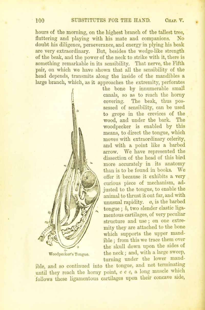 hours of the morning, on the highest branch of the tallest tree, fluttering and playing with his mate and companions. No doubt his diligence, perseverance, and energy in plying his beak are very extraordinary. But, besides the wedge-like strength of the beak, and the power of the neck to strike with it, there is something remarkable in its sensibility. That nerve, the Fifth pair, on which we have shown that all the sensibility of the head depends, transmits along the inside of the mandibles a large branch, which, as it approaches the extremity, perforates the bone by innumerable small canals, so as to reach the homy covering. The beak, thus pos- sessed of sensibility, can be used to grope in the crevices of the wood, and under the bark. The woodpecker is enabled by this means, to direct the tongue, which moves with extraordinary celerity, and with a point like a barbed arrow. We have represented the dissection of the head of this bird more accurately in its anatomy than is to be found in books. We offer it because it exhibits a very curious piece of mechanism, ad- justed to the tongue, to enable the animal to thrust it out far, and with unusual rapidity, a, is the barbed tongue ; b, two slender elastic liga- mentous cartUages, of very peculiar structure and use ; on one extre- mity they are attached to the bone which supports the upper mand- ible ; from this we trace them over the skull down upon the sides of Woodpecker's Tonguo. the neck; and, with a large sweep, turning under the lower mand- ible, and so continued into the tongue, and not terminating until they reach the horny point, c c c, a long muscle which follows these ligamentous cartilages upon their concave side,