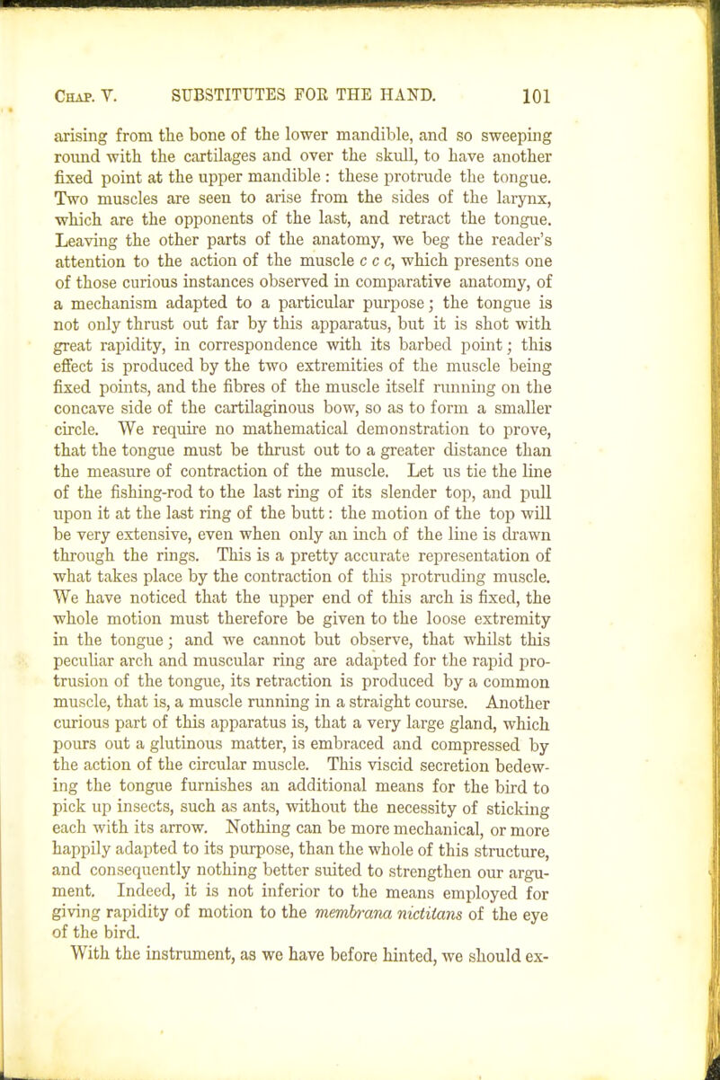 arising from the bone of the lower mandible, and so sweeping round with the cartilages and over the skxill, to have another fixed point at the upper mandible : these protrude the tongue. Two muscles are seen to arise from the sides of the larynx, which are the opponents of the last, and retract the tongue. Leaving the other parts of the anatomy, we beg the reader's attention to the action of the muscle c c c, which presents one of those curious instances observed in comparative anatomy, of a mechanism adapted to a particular purpose; the tongue is not only thrust out far by this apparatus, but it is shot with great rapidity, in correspondence with its barbed point; this effect is produced by the two extremities of the muscle being fixed points, and the fibres of the muscle itself running on the concave side of the cartilaginous bow, so as to form a smaller circle. We require no mathematical demonstration to prove, that the tongue must be thrust out to a greater distance than the measure of contraction of the muscle. Let us tie the line of the fishing-rod to the last ring of its slender top, and pull upon it at the last ring of the butt: the motion of the top will be very extensive, even when only an inch of the line is drawn through the rings. This is a pretty accurate representation of what takes place by the contraction of this protruding muscle. We have noticed that the upper end of this arch is fixed, the whole motion must therefore be given to the loose extremity in the tongue; and we cannot but observe, that whilst this peculiar arch and muscular ring are adapted for the rapid pro- trusion of the tongue, its retraction is produced by a common muscle, that is, a muscle running in a straight course. Another curious part of this apparatus is, that a very large gland, which pours out a glutinous matter, is embraced and compressed by the action of the circular muscle. This viscid secretion bedew- ing the tongue furnishes an additional means for the bird to pick up insects, such as ants, without the necessity of sticking each with its arrow. Nothing can be more mechanical, or more happily adapted to its purpose, than the whole of this structure, and consequently nothing better suited to strengthen our argu- ment. Indeed, it is not inferior to the means employed for giving rapidity of motion to the memhrana nictiians of the eye of the bird. With the instrument, as we have before hinted, we should ex-