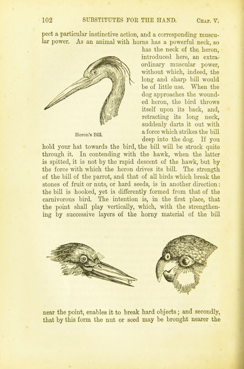 pect a particular instinctive action, and a corresponding muscu- lar power. As an animal with horns has a powerful neck, so has the neck of the heron, introduced here, an extra- ordinary muscular power, without which, indeed, the long and sharp bill would be of little use. When the dog approaches the wound- ed heron, the bird throws itself upon its back, and, retracting its long neck, suddenly darts it out with a force which strikes the bill deep into the dog. If you hold your hat towards the bird, the bUl will be struck quite through it. In contending with the hawk, when the latter is spitted, it is not by the rapid descent of the hawk, but by the force with which the heron drives its bill. The strength of the biU of the parrot, and that of all birds which break the stones of fruit or nuts, or hard seeds, is in another direction : the bill is hooked, yet is differently formed from that of the carnivorous bird. The intention is, in the first place, that the point shall play vertically, which, with the strengthen- ing by successive layers of the horny material of the bill near the point, enables it to break hard objects; and secondly, that by this form the nut or seed may be brought nearer the