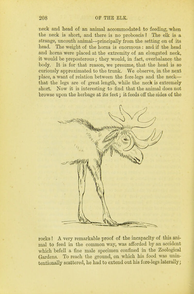 neck and head of an animal accommodated to feeding, when the neck is short, and there is no proboscis 1 The elk is a strange, uncouth animal—principally from the setting on of its head. The weight of the horns is enormous : and if the head and horns were placed at the extremity of an elongated neck, it would be preposterous; they would, in fact, overbalance the body. It is for that reason, we presume, that the head is so curiously approximated to the trunk. We observe, in the next place, a want of relation between the fore-legs and the neck— that the legs are of great length, while the neck is extremely short. Now it is interesting to find that the animal does not browse upon the herbage at its feet; it feeds off the sides of the rocks! A very remarkable proof of the incapacity of this ani- mal to feed in the common way, was afforded by an accident which befell a fine male specimen confined in the Zoological Gardens. To reach the ground, on which his food was unin- tentionally scattered, he had to extend out his fore-legs laterally;