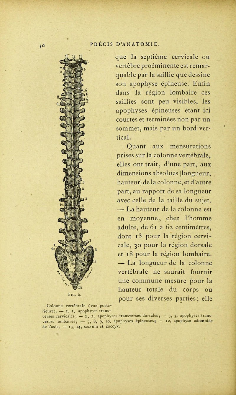 12 u que la septième cervicale ou vertèbre proéminente est remar- quable par la saillie que dessine son apophyse épineuse. Enfin dans la région lombaire ces saillies sont peu visibles, les apophyses épineuses étant ici courtes et terminées non par un sommet, mais par un bord ver- tical. Quant aux mensurations prises sur la colonne vertébrale, elles ont trait, d'une part, aux dimensions absolues (longueur, hauteur) de la colonne, et d'autre part, au rapport de sa longueur avec celle de la taille du sujet. — La hauteur de la colonne est en moyenne, chez l'homme adulte, de 6i à 62 centimètres, dont i3 pour la région cervi- cale, 30 pour la région dorsale et 18 pour la région lombaire. — La longueur de la colonne vertébrale ne saurait fournir une commune mesure pour la hauteur totale du corps ou pour ses diverses parties; elle Colonne vertébrale (vue posté- rieure). — I, I, apophyses trans- verses cervicales; — 2,2, apophyses transverses dorsales; - 3, 3, apophyses trans- verses lombaires; — 7, 8, 9, 10, apophyses épineuses; - 12, apophyse odontoïde de Vaxis, — 13, 14, sacrum et coccyx.