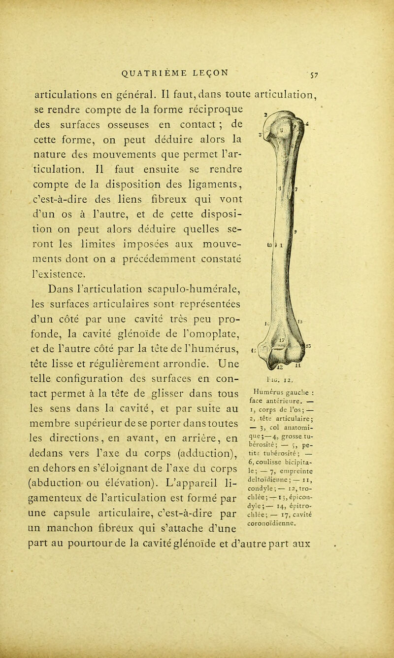 ■M articulations en général. Il faut, dans toute articulation, se rendre compte de la forme réciproque des surfaces osseuses en contact ; de cette forme, on peut déduire alors la nature des mouvements que permet Par- ticulation. Il faut ensuite se rendre compte delà disposition des ligaments, c'est-à-dire des liens fibreux qui vont d'un os à Tautre, et de cette disposi- tion on peut alors déduire quelles se- ront les limites imposées aux mouve- ments dont on a précédemment constaté l'existence. Dans l'articulation scapulo-humérale, les surfaces articulaires sont représentées d'un côté par une cavité très peu pro- fonde, la cavité glénoïde de l'omoplate, et de l'autre côté par la tcte de l'humérus, Une des surfaces en con- tact permet à la tête de glisser dans tous les sens dans la cavité, et par suite au membre supérieur de se porter dans toutes les directions, en avant, en arrière, en dedans vers l'axe du corps (adduction), en dehors en s'éloignant de l'axe du corps (abduction ou élévation). L'appareil li- gamenteux de l'articulation est formé par une capsule articulaire, c'est-à-dire par un manchon fibrêux qui s'attache d'une part au pourtour de la cavité glénoïde et d'autre part aux tête lisse et régulièrement arrondie telle configuration 1 10. IZ. Humérus gauche : face antérieure. — 1, corps de Tos; — 2, tête articulaire; — 3, col anatorai- que; — 4, grosse tu- bérosité ; — 5, pe- tite tubérosifé; — 6, coulisse bicipita- le ; — 7, empreinte deltoïdienne ; — ii, condyle ;— i2,tro- chlée ; — 15, épicon- dyle ;— 14, épitro- chlée; — 17, cavité coronoïdienne.