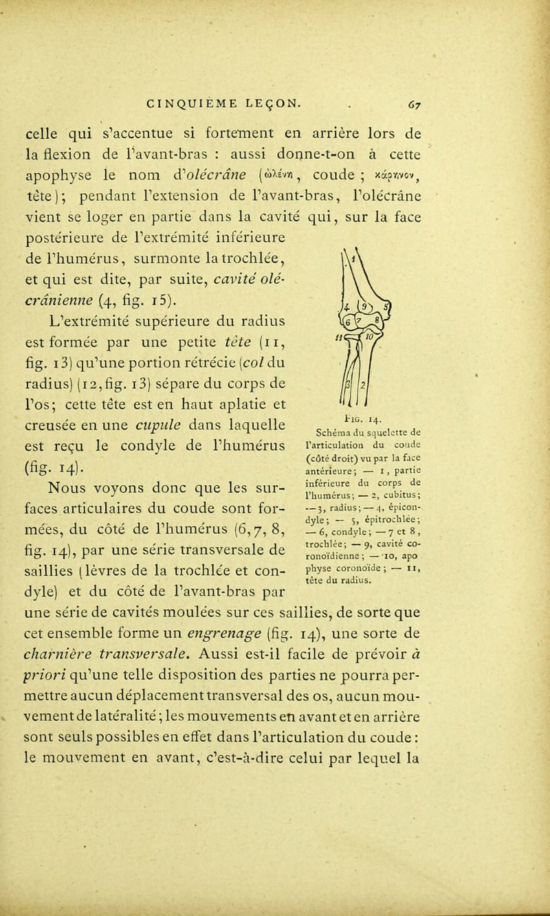 celle qui s'accentue si fortement en arrière lors de la flexion de Tavant-bras : aussi donne-t-on à cette apophyse le nom A''olécrâne ((oXsvn, coude; xâprivov^ téte); pendant Textension de Favant-bras, Tolécrâne vient se loger en partie dans la cavité qui, sur la face postérieure de l'extrémité inférieure de l'humérus, surmonte latrochlée, et qui est dite, par suite, cavité olé- crânienne (4, iig. i5). L'extrémité supérieure du radius est formée par une petite tête (11, fig. i3) qu'une portion rétrécie [col du radius) (12,fig. i3) sépare du corps de l'os; cette téte est en haut aplatie et creusée en une cupule dans laquelle est reçu le condyle de l'humérus (fig- 14) • Nous voyons donc que les sur- faces articulaires du coude sont for- mées, du côté de l'humérus (6,7, 8, fig. 14), par une série transversale de saillies (lèvres de la trochlée et con- dyle) et du côté de l'avant-bras par une série de cavités moulées sur ces saillies, de sorte que cet ensemble forme un engrenage (fig. 14), une sorte de charnière transversale. Aussi est-il facile de prévoir à ■priori qu'une telle disposition des parties ne pourra per- mettre aucun déplacement transversal des os, aucun mou- vement de latéralité ; les mouvements en avant et en arrière sont seuls possibles en effet dans l'articulation du coude : le mouvement en avant, c'est-à-dire celui par lequel la tiG. 14. Schéma du squelette de rarticulatiou du coude (côté droit) vu par la fjce antérieure; — i, partie inférieure du corps de rhumérus; — 2, cubitus; — 3, radius; — ^, épicon- dyle; — 5, épitroclilée; — 6, condyle ; — 7 et 8 , trochlée; — 9, cavité co- ronoïdienne ; —'lO, apo physe coronoïde ; — 11, tête du radius.