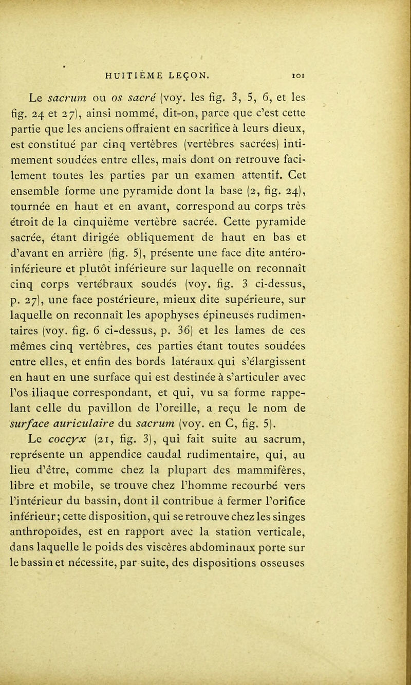 Le sacrum ou os sacré (voy. les fig, 3, 5, 6, et les fig. 24 et 27), ainsi nommé, dit-on, parce que c'est cette partie que les anciens offraient en sacrifice à leurs dieux, est constitué par cinq vertèbres (vertèbres sacrées) inti- mement soudées entre elles, mais dont on retrouve faci- lement toutes les parties par un examen attentif. Cet ensemble forme une pyramide dont la base (2, fig. 24), tournée en haut et en avant, correspond au corps très étroit de la cinquième vertèbre sacrée. Cette pyramide sacrée, étant dirigée obliquement de haut en bas et d'avant en arrière (fig. 5), présente une face dite antéro- inférieure et plutôt inférieure sur laquelle on reconnaît cinq corps vertébraux soudés (voy. fig. 3 ci-dessus, p. 27), une face postérieure, mieux dite supérieure, sur laquelle on reconnaît les apophyses épineuses rudimen- taires (voy. fig. 6 ci-dessus, p. 36) et les lames de ces mêmes cinq vertèbres, ces parties étant toutes soudées entre elles, et enfin des bords latéraux qui s'élargissent en haut en une surface qui est destinée à s'articuler avec l'os iliaque correspondant, et qui, vu sa forme rappe- lant celle du pavillon de l'oreille, a reçu le nom de surface auriculaire du sacrum (voy. en C, fig. 5). Le coccyx (21, fig. 3), qui fait suite au sacrum, représente un appendice caudal rudimentaire, qui, au lieu d'être, comme chez la plupart des mammifères, libre et mobile, se trouve chez l'homme recourbé vers l'intérieur du bassin, dont il contribue à fermer l'orifice inférieur; cette disposition, qui se retrouve chez les singes anthropoïdes, est en rapport avec la station verticale, dans laquelle le poids des viscères abdominaux porte sur le bassin et nécessite, par suite, des dispositions osseuses