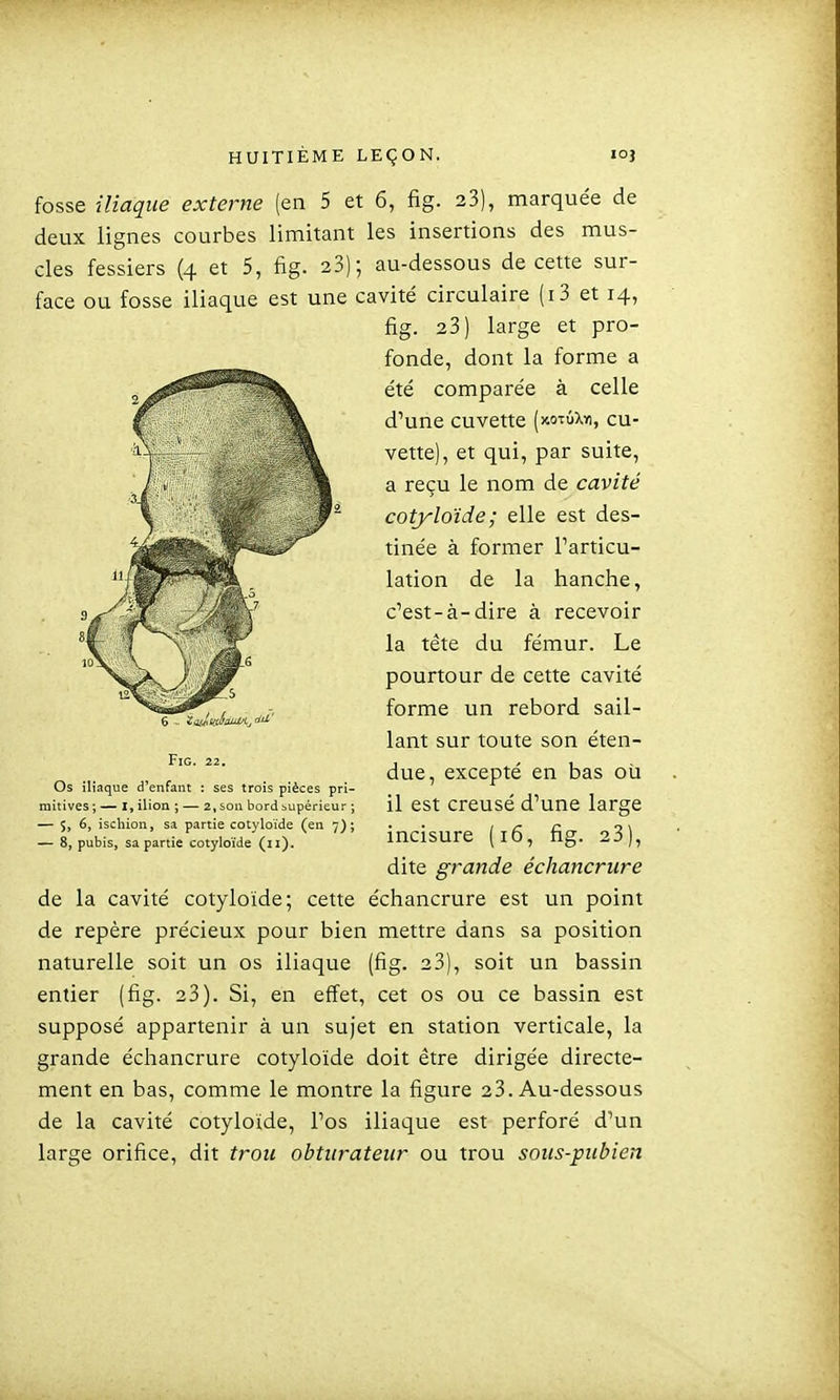 fosse iliaque externe (en 5 et 6, fig. 23), marquée de deux lignes courbes limitant les insertions des mus- cles fessiers (4 et 5, fig. 23); au-dessous de cette sur- face ou fosse iliaque est une cavité circulaire (i3 et 14, de la cavité cotyloïde; cette échancrure est un point de repère précieux pour bien mettre dans sa position naturelle soit un os iliaque (fig. 23), soit un bassin entier (fig. 23). Si, en effet, cet os ou ce bassin est supposé appartenir à un sujet en station verticale, la grande échancrure cotyloïde doit être dirigée directe- ment en bas, comme le montre la figure 23. Au-dessous de la cavité cotyloïde, l'os iliaque est perforé d'un large orifice, dit trou obturateur ou trou sous-pubien Os iliaque d'enfant : ses trois pièces pri- mitives ; — I, ilion ; — 2, son bord supérieur ; — 5, 6, ischion, sa partie cotyloïde (en 7); — 8, pubis, sa partie cotyloïde (11). Fig. 22. fig. 23) large et pro- fonde, dont la forme a été comparée à celle d'une cuvette (xoTÛXm, cu- vette), et qui, par suite, a reçu le nom de cavité cotyloïde; elle est des- tinée à former l'articu- lation de la hanche, c'est-à-dire à recevoir la tête du fémur. Le pourtour de cette cavité forme un rebord sail- lant sur toute son éten- due, excepté en bas où il est creusé d'une large incisure (i6, fig. 23), dite grande échancrure