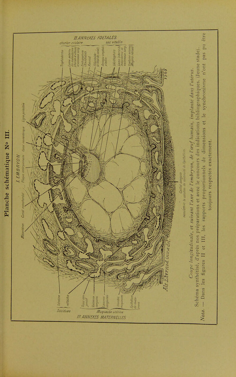 lI.ANNtXES FOETALES chorion cvùlaire sac vitellin u Muqueuse utérine C8 CO c c o c tu ' . (1) ~ Ç- ce o i- -2 .2 « e ^ Il S 5 2 C £ '.S t/) 4-' C _o 4—* c CO o U '3 C c <u c g s de -5 de o CO y. o H) U nel V) on -CJ 4-» u o O OJ resp o or 0) a. > o CO u a. 4—1 c O _o od 4—' arat rap D- ■cu OJ O a 00 *-» -<u t- D- c = C CO C/D I