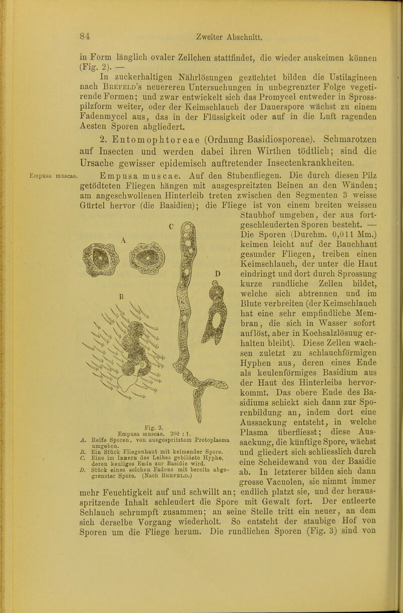 in Form länglich ovaler Zellclien stattfindet, die wieder auskeimen können (Fig. 2). — In zuckerhaltigen Nährlösungen gezüchtet bilden die Ustilagineen nach Brefeld's neuereren Untersuchungen in unbegrenzter Folge vegeti- rende Formen; und zwar entwickelt sich das Promycel entweder in Spross- pilzform weiter, oder der Keimschlauch der Dauerspore wächst zu einem Fadenmycel aus, das in der Flüssigkeit oder auf in die Luft ragenden Aesten Sporen abgliedert. 2. Entomophtoreae (Ordnung Basidiosporeae). Schmarotzen auf Insecten und werden dabei ihren Wirthen tödtlich; sind die Ursache gewisser epidemisch auftretender Insectenkrankheiten. Empusa muscae. Empusa muscae. Auf den Stubenfliegen. Die durch diesen Pilz getödteten Fliegen hängen mit ausgespreitzten Beinen an den Wänden; am angeschwollenen Hinterleib treten zwischen den Segmenten 3 weisse Gürtel hervor (die Basidien); die Fliege ist von einem breiten weissen Staubhof umgeben, der aus fort- geschleuderten Sporen besteht. — Die Sporen (Durchm. 0,011 Mm.) keimen leicht auf der Bauchhaut gesunder Fliegen, treiben einen Keimschlauch, der unter die Haut eindringt und dort durch Sprossung kurze rundliche Zellen bildet, welche sich abtrennen und im Blute verbreiten (der Keimschlauch hat eine sehr empfindliche Mem- bran, die sich in Wasser sofort auflöst, aber in Kochsalzlösuug er- halten bleibt). Diese Zellen wach- sen zuletzt zu schlauchförmigen Hyphen aus, deren eines Ende als keulenförmiges Basidium aus der Haut des Hinterleibs hervor- kommt. Das obere Ende des Ba- sidiums schickt sich dann zur Spo- renbildung an, indem dort eine Aussackung entsteht, in welche Plasma überfliesst; diese Aus- sackung, die künftige Spore, wächst und gliedert sich schliesslich durch eine Scheidewand von der Basidie ab. In letzterer bilden sich dann grosse Vacuolen, sie nimmt immer mehr Feuchtigkeit auf und schwillt an; endlich platzt sie, und der heraus- spritzende Inhalt schleudert die Spore mit Gewalt fort. Der entleerte Schlauch schrumpft zusammen; an seine Stelle tritt ein neuer, an dem sich derselbe Vorgang wiederholt. So entsteht der staubige Hof von Sporen um die Fliege herum. Die rundlichen Sporen (Fig. 3) sind von Fig. 3. Empusa muscae. 300 : 1. A. Keife Sporen, von ausgespritztem Protoplasma umgeben. D. Ein Stück Fliegenhaut mit keimender Spore. C. Eine im Innern des Leibes gebildete Hypke, deren keuliges Ende zur Basidie wird. D. Stück eines solchen Fadens mit bereits abge- grenzter Spore. (Nach Uiiefelb.)