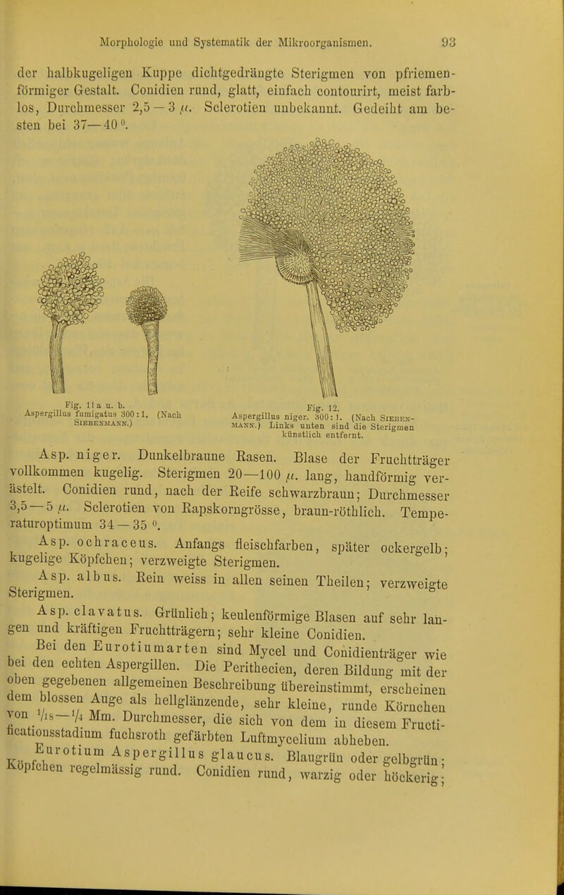 der halbkugeligen Kuppe dichtgedräugte Sterigmen von pfriernen- förmiger Gestalt. Couidien rund, glatt, einfach contourirt, meist farb- los, Durchmesser 2,5 — 3//. Sclerotien unbekannt. Gedeiht am be- sten bei 37—40°. Fig. II a u. b. Aspergillus fumigatus 300:1. SlEBEXMANN.) (Nach Fig. 12. Aspergillus niger. 300:1. (Nach Siebex- maxx.) Links unten sind die Sterigmen künstlich entfernt. Asp. niger. Dunkelbraune Rasen. Blase der Fruchtträger vollkommen kugelig. Sterigmen 20—100 p. laug, bandförmig ver- ästelt. Conidien rund, nach der Reife schwarzbraun; Durchmesser 3,5 —5,u. Sclerotien von Rapskorngrösse, braun-röthlich. Tempe- raturoptimum 34 — 35 °. Asp. ochraceus. Anfangs fleischfarben, später ockergelb; kugelige Köpfchen; verzweigte Sterigmen. Asp. albus. Rein weiss in allen seinen Theilen; verzweigte Sterigmen. & Asp. clavatus. Grünlich; keulenförmige Blasen auf sehr lan- gen und kräftigen Fruchtträgern; sehr kleine Conidien. Bei den Eurotiumarten sind Mjcel und Conidienträger wie bex den echten Aspergillen. Die Perithecien, deren Bildung mit dei- chen gegebenen allgemeinen Beschreibung übereinstimmt, erscheinen dem blossen Auge als hellglänzende, sehr kleine, runde Körnchen *on /18-V4 Mm Durchmesser, die sich von dem in diesem Fructi- ncaüousstadium fuchsroth gefärbten Luftmycelium abheben Knnf\U1'°tlU1? AsPerSülus Slaucus. Blaugrün oder gclbgrün• Kopfchen regelmässig rund. Conidien rund, warzig oder höckerig|