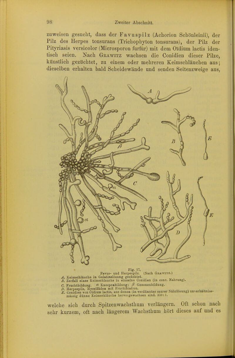 zuweisen gesucht, dass der Favuspilz (Achorion Schönleinii), der Pilz des Herpes tonsurans (Trichophyton tonsurans), der Pilz der Pityriasis versicolor (Microsporon furfur) mit dem O'idium lactis iden- tisch seien. Nach Giiawjltz wachsen die Conidien dieser Pilze, künstlich gezüchtet, zu einem oder mehreren Keimschläuchen aus; dieselben erhalten bald Scheidewände und senden Seitenzweige aus, Fig. 17. Favus- und Herpespilz. (Nach Grawitz.) A. Keimschläuche in Gelatinelösung gezüchtet. B. Zerfall eines Keimschlauchs in einzelne Conidien (in conc. Nahrung). 0. Fruchtbildung. a Knospenbildung; ß Gemmenbildung. D. Herpespilz, Mycelfäden mit Fructiflcation. . £. Conidien von Oidium lactis, aus denen (in verdünnter saurer Nährlösung) un>erhältniss- mässig dünne Keimschläuche hervoigewachsen 6ind. 35U: I. welche sich durch Spitzenwachsthum verlängern. Oft schon nach sehr kurzem, oft nach längerem Wachsthum hört dieses auf und es