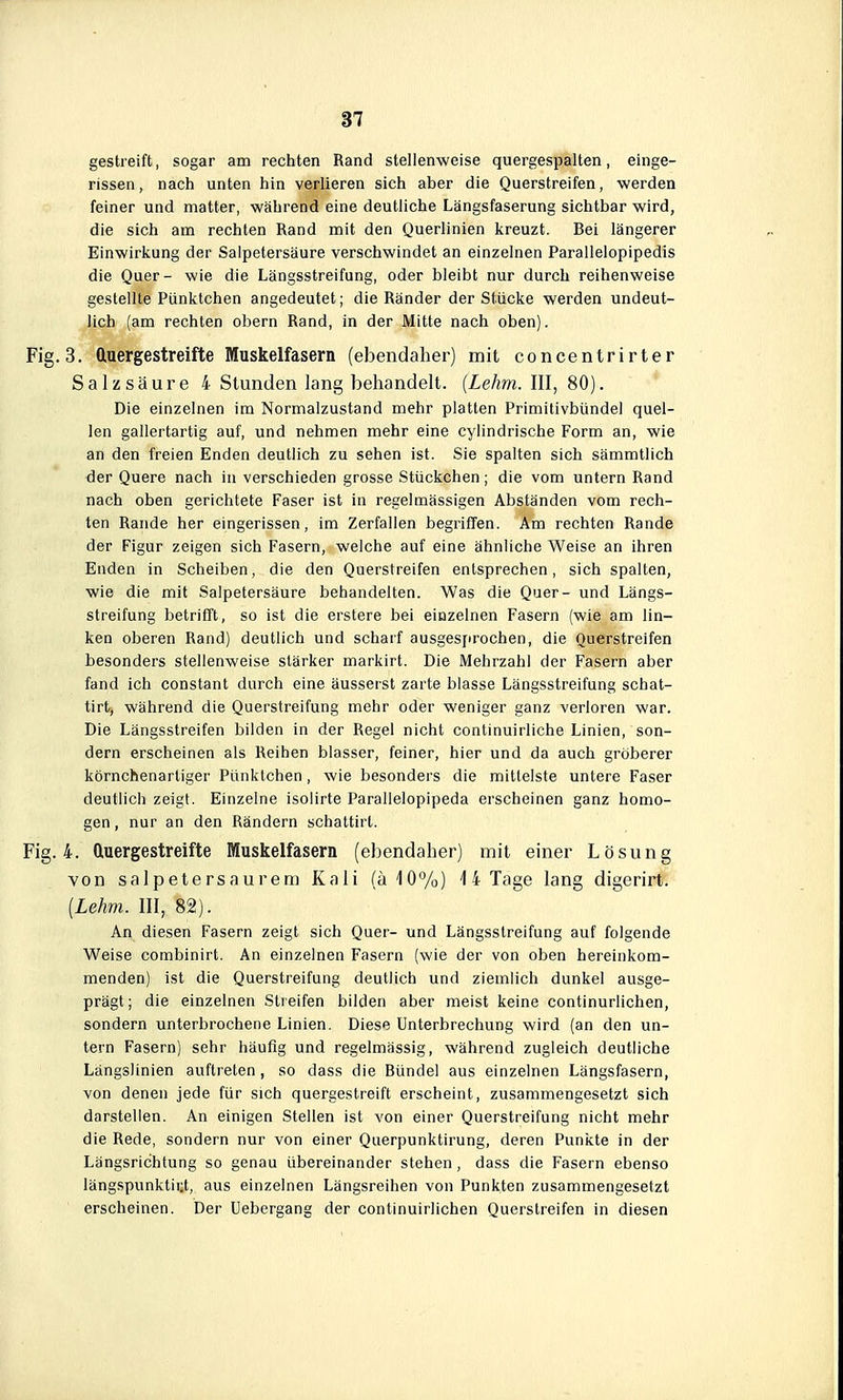 gestreift, sogar am rechten Rand stellenweise quergespalten, einge- rissen, nach unten hin verlieren sich aber die Querstreifen, werden feiner und matter, während eine deutliche Längsfaserung sichtbar wird, die sich am rechten Rand mit den Querlinien kreuzt. Bei längerer Einwirkung der Salpetersäure verschwindet an einzelnen Parallelopipedis die Quer- wie die Längsstreifung, oder bleibt nur durch reihenweise gestellte Pünktchen angedeutet; die Rander der Stücke werden undeut- lich (am rechten obern Rand, in der Mitte nach oben). .3. Oluergestreifte Muskelfasern (ebendaher) mit concentrirter Salzsäure 4 Stunden lang behandelt. {Lehm. III, 80). Die einzelnen im Normalzustand mehr platten Primitivbündel quel- len gallertartig auf, und nehmen mehr eine cylindrische Form an, wie an den freien Enden deutlich zu sehen ist. Sie spalten sich sämmtlich der Quere nach in verschieden grosse Stückchen; die vom untern Rand nach oben gerichtete Faser ist in regelmässigen Abständen vom rech- ten Rande her eingerissen, im Zerfallen begi-iffen. Am rechten Rande der Figur zeigen sich Fasern, welche auf eine ähnliche Weise an ihren Enden in Scheiben, die den Querstreifen entsprechen, sich spalten, wie die mit Salpetersäure behandelten. Was die Quer- und Längs- streifung betrifift, so ist die erstere bei einzelnen Fasern (wie am lin- ken oberen Rand) deutlich und scharf ausgesjirochen, die Querstreifen besonders stellenweise stärker markirt. Die Mehrzahl der Fasern aber fand ich constant durch eine äusserst zarte blasse Längsstreifung schat- tirt, während die Querstreifung mehr oder weniger ganz verloren war. Die Längsstreifen bilden in der Regel nicht continuirliche Linien, son- dern erscheinen als Reihen blasser, feiner, hier und da auch gröberer körnchenarliger Pünktchen, wie besonders die mittelste untere Faser deutlich zeigt. Einzelne isolirte Parallelopipeda erscheinen ganz homo- gen, nur an den Rändern schattirt. 4. Oluergestreifte Muskelfasern (ebendaher) mit einer Lösung von salpetersaurem Kali (^10%) 14 Tage lang digerirt. [Lehm. III, 82). An diesen Fasern zeigt sich Quer- und Längsstreifung auf folgende Weise combinirt. An einzelnen Fasern (wie der von oben hereinkom- menden) ist die Querstreifung deutlich und ziemlich dunkel ausge- prägt ; die einzelnen Streifen bilden aber meist keine continurlichen, sondern unterbrochene Linien. Diese Unterbrechung wird (an den un- tern Fasern) sehr häufig und regelmässig, während zugleich deutliche Längslinien auftreten, so dass die Bünde! aus einzelnen Längsfasern, von denen jede für sich quergestreift erscheint, zusammengesetzt sich darstellen. An einigen Stellen ist von einer Querstreifung nicht mehr die Rede, sondern nur von einer Querpunktirung, deren Punkte in der Längsrichtung so genau übereinander stehen, dass die Fasern ebenso längspunktii;t, aus einzelnen Längsreihen von Punkten zusammengesetzt erscheinen. Der Uebergang der continuirlichen Querstreifen in diesen