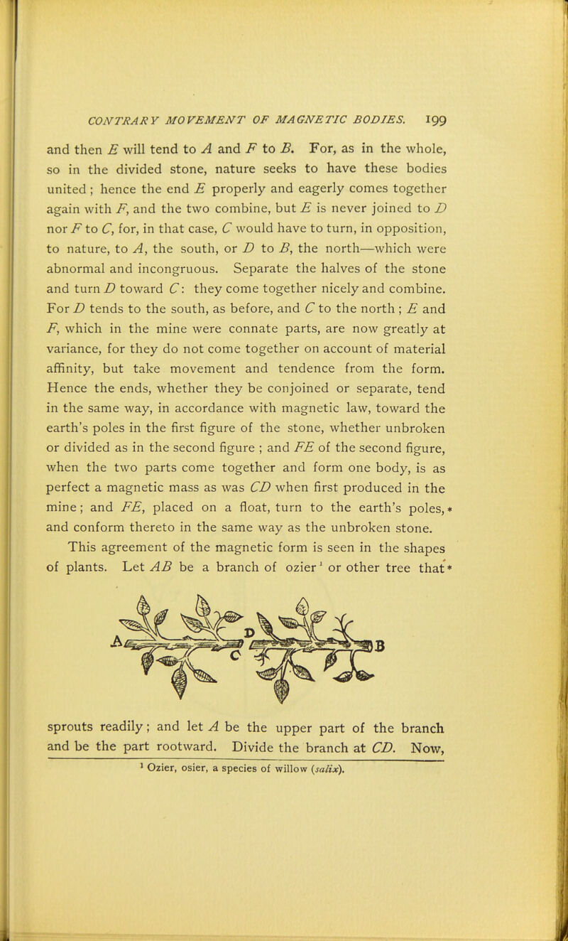 and then E will tend to A and F to B. For, as in the whole, so in the divided stone, nature seeks to have these bodies united ; hence the end £ properly and eagerly comes together again with F, and the two combine, but E is never joined to D nor F to C, for, in that case, C would have to turn, in opposition, to nature, to A, the south, or D to B, the north—which were abnormal and incongruous. Separate the halves of the stone and turn/) toward C: they come together nicely and combine. For D tends to the south, as before, and C to the north ; E and F, which in the mine were connate parts, are now greatly at variance, for they do not come together on account of material affinity, but take movement and tendence from the form. Hence the ends, whether they be conjoined or separate, tend in the same way, in accordance with magnetic law, toward the earth's poles in the first figure of the stone, whether unbroken or divided as in the second figure ; and FE of the second figure, when the two parts come together and form one body, is as perfect a magnetic mass as was CD when first produced in the mine; and FE, placed on a float, turn to the earth's poles,* and conform thereto in the same way as the unbroken stone. This agreement of the magnetic form is seen in the shapes of plants. Let AB be a branch of ozier1 or other tree that * sprouts readily; and let A be the upper part of the branch and be the part rootward. Divide the branch at CD. Now, 1 Ozier, osier, a species of willow (salix).