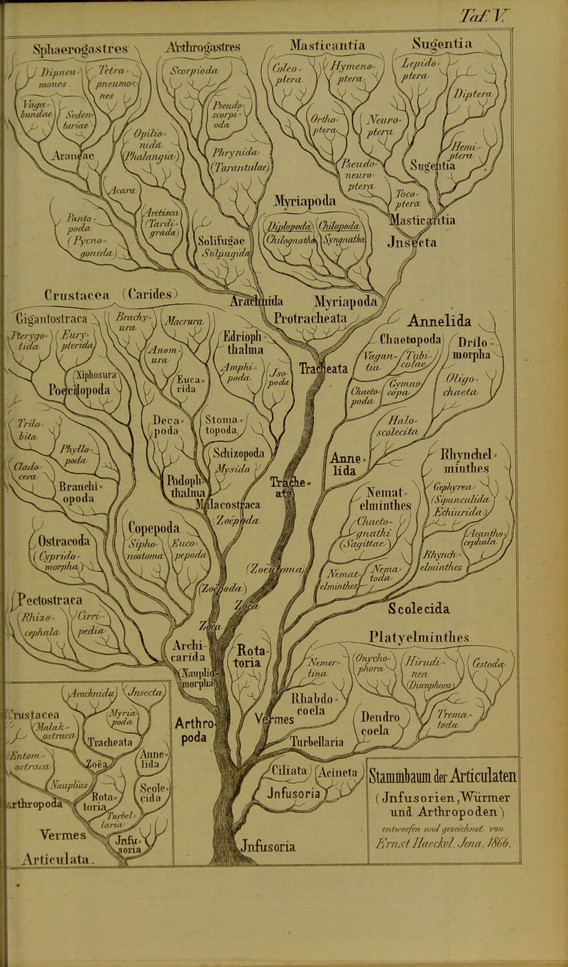 T Spliawogastres' Tetra- ■ pneiimoKi Dipiieu- mones. ScorpiodfV Masficantia I Colvo ,-plf.ra ' Hynu'no- pterrv Vaga- \bundae\) SedeitK lüda- I scoipi ' otltt Sugentia Ltpido' , ptcra Diplera Neuro- ' ptera. Phrynidoy YTaratitidam Pa/Uo- podti ( FycnO' gonidti j L4rctisca\ [(Tardi- griida) ]\!yriapo(la flxcudo' neuro- ptcra. Äugefiüa Toco- piera .asticaJütia {piplopoddx \0iilopod/v ISolifu^ae 1 \ \^ähgnaÜi!i^yiiil7iathiA Jn^^ta SoJptigida. Crustacea (Carides) GigailtOStraca \ (( Bradiy \ [jffacrura. ° ^  uro, ^ ^ lAnom- urcv Edriopli thalma £iica= rida ^^^Mrnida Myriapoäa Protracheata Aimelida CKaetopoda] /Drilo; '^^ Traleata / ii«^ J^^. nodaA Deca= I 1 Stoma = j poda \( topoda Scliizopoda ^ysida Podopl^ Y/ Tri 3IßlacostTaca lopepoda ^ ^  jiosloina\\ jiepodiv^ (Zoc^yma)i ] Uiae/O'l cöpO' Xpodo/ Halo' fscolcdict lida Oligo- Eliynckel= miatlies toria ^elmintlies ]\f'rif^J ■^gnatfw {/ I fAcanÜio-j Nc,nat~J // Scolecida Platyelmintlies 'NaneT' , itncu 'Rliabdo coela \jj/l07XV Ccsboa Ttea Wiswp/wmJ, \tSL Yg)-mes Tarl>cllaria /Ciliataj fAcitieta Jnfusoria Jitfusoria Bendro coela loda- Stammbaum der jArticidaten (Jnfus orien ,W-iirraer und Arthropoden) rniwrir/iii und (jcrxicjuict von Ernst H((c<h'l. Jaia, 1866.