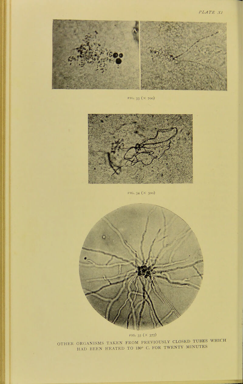 PLATE Xl fk;. 33 (x 700) i-iG. 34 (X 500) FIG. 35 (x 375) OTHKR ORf;\NISMS TAKEN FROM PREVIOUSLY CLOSED TUBES WHICH HAD RREN HEATED TO 130° C. FOR TWENTY MINUTES