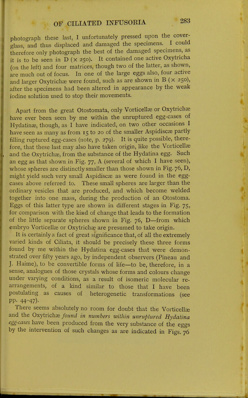 photograph these last, I unfortunately pressed upon the cover- glass, and thus displaced and damaged the specimens. I could therefore only photograph the best of the damaged specimens, as it is to be seen in D (x 250). It contained one active Oxytricha (on the left) and four matrices, though two of the latter, as shown, are much out of focus. In one of the large eggs also, four active and larger Qxytrichre were found, such as are shown in B (X 250), after the specimens had been altered in appearance by the weak iodine solution used to stop their movements. Apart from the great Otostomata, only Vorticellas or Oxytrichae have ever been seen by me within the unruptured egg-cases of Hydatinffi, though, as I have indicated, on two other occasions I have seen as many as from 15 to 20 of the smaller Aspidiscee partly filling ruptured egg-cases (note, p. 279). It is quite possible, there- fore, that these last may also have taken origin, like the Vorticellas and the Oxytrichae, from the substance of the Hydatina egg. Such an egg as that shown in Fig. 77, A (several of which I have seen), whose spheres are distinctly smaller than those shown in Fig. 76, D, might yield such very small Aspidiscae as were found in the egg- cases above referred to. These small spheres are larger than the ordinary vesicles that are produced, and which become welded together into one mass, during the production of an Otostoma. Eggs of this latter type are shown in different stages in Fig. 75, for comparison with the kind of change that leads to the formation of the little separate spheres shown in Fig. 76, D—from which embryo Vorticellas or Oxytrichas are presumed to take origin. It is certainly a fact of great significance that, of all the extremely varied kinds of Ciliata, it should be precisely these three forms found by me within the Hydatina egg-cases that were demon- strated over fifty years ago, by independent observers (Pineau and J. Haime), to be convertible forms of life—to be, therefore, in a sense, analogues of those crystals whose forms and colours change under varying conditions, as a result of isomeric molecular re- arrangements, of a kind similar to those that I have been postulating as causes of heterogenetic transformations (see pp. 44-47). There seems absolutely no room for doubt that the Vorticellze and the Oxytrichae found in numbers within unruptured Hydatina egg-cases have been produced from the very substance of the eggs by the intervention of such changes as are indicated in Figs. 76