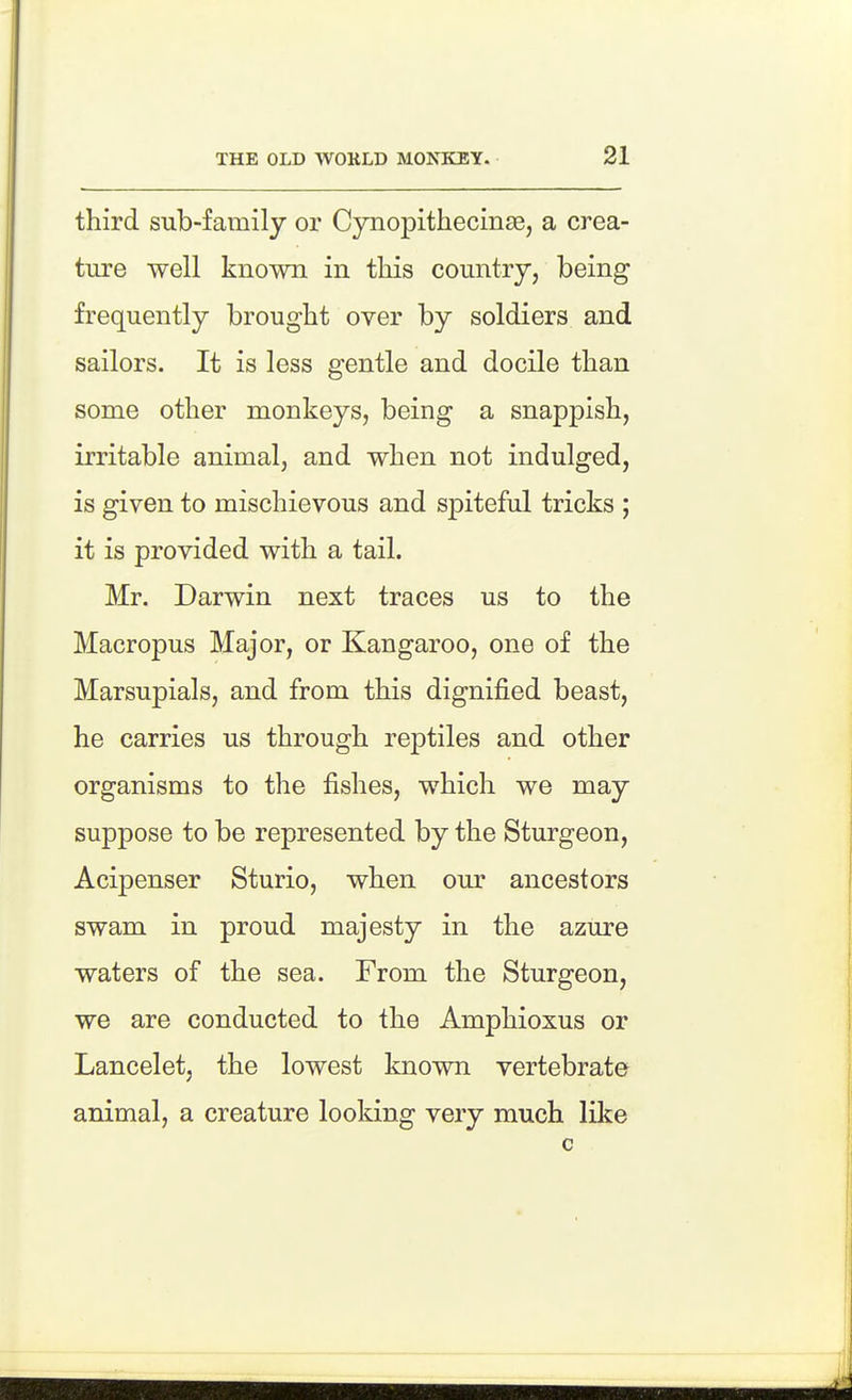 third sub-family or Cynopithecinsej a crea- ture well known in this country, being frequently brought over by soldiers and sailors. It is less gentle and docile than some other monkeys, being a snappish, irritable animal, and when not indulged, is given to mischievous and spiteful tricks ; it is provided with a tail. Mr. Darwin next traces us to the Macropus Major, or Kangaroo, one of the Marsupials, and from this dignified beast, he carries us through reptiles and other organisms to the fishes, which we may suppose to be represented by the Sturgeon, Acipenser Sturio, when our ancestors swam in proud majesty in the azure waters of the sea. From the Sturgeon, we are conducted to the Amphioxus or Lancelot, the lowest known vertebrate animal, a creature looking very much like
