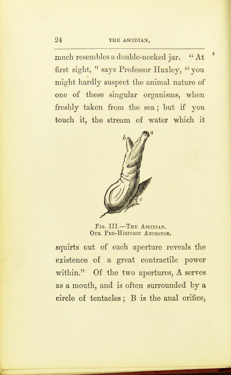 mucli resembles a double-necked jar. At first sight, says Professor Huxley, ''you might hardly suspect the animal nature of one of these singular organisms, when freshly taken from the sea; but if you touch it, the stream of water which it Fig. III.—The Ascidiah. OuE Pee-Histoeic Ancestoe. squirts cut of each aperture reveals the existence of a great contractile power within. Of the two apertures, A serves as a mouth, and is often surrounded by a circle of tentacles; B is the anal orifice,