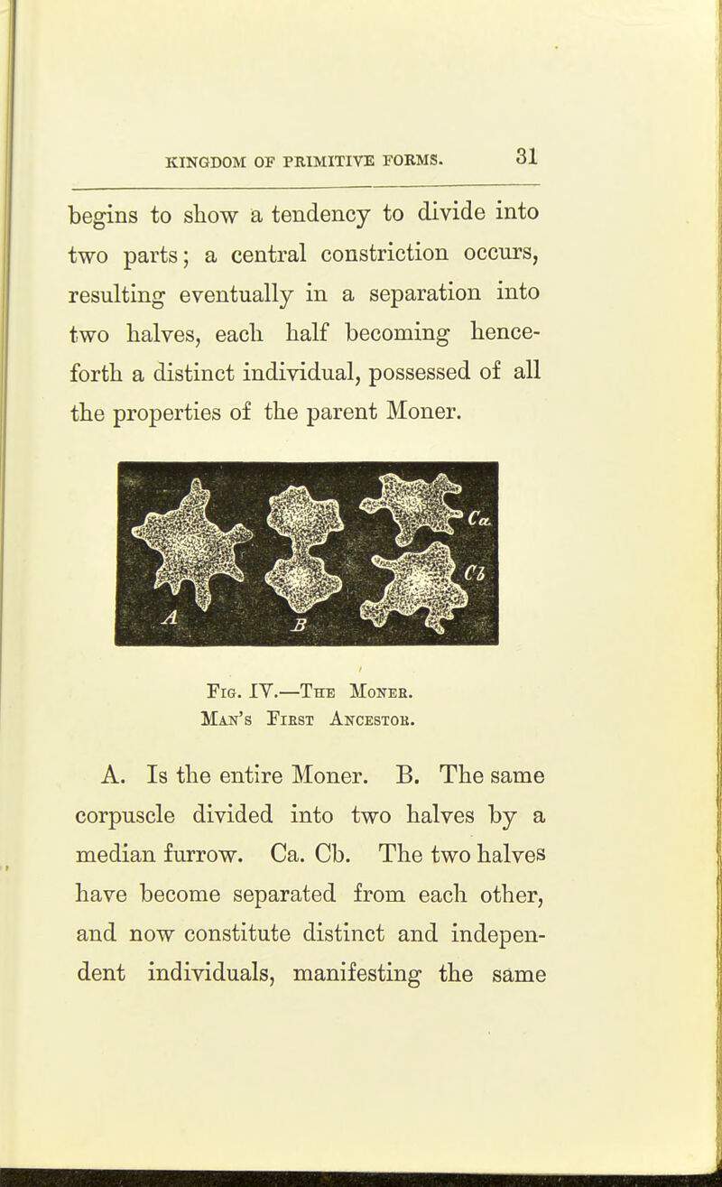 begins to show a tendency to divide into two parts; a central constriction occurs, resulting eventually in a separation into two halves, each half becoming hence- forth a distinct individual, possessed of all the properties of the parent Moner. Fig. IV.—The Moneb. Man's Fiest Akcestob. A. Is the entire Moner. B. The same corpuscle divided into two halves by a median furrow. Ca. Cb. The two halves have become separated from each other, and now constitute distinct and indepen- dent individuals, manifesting the same