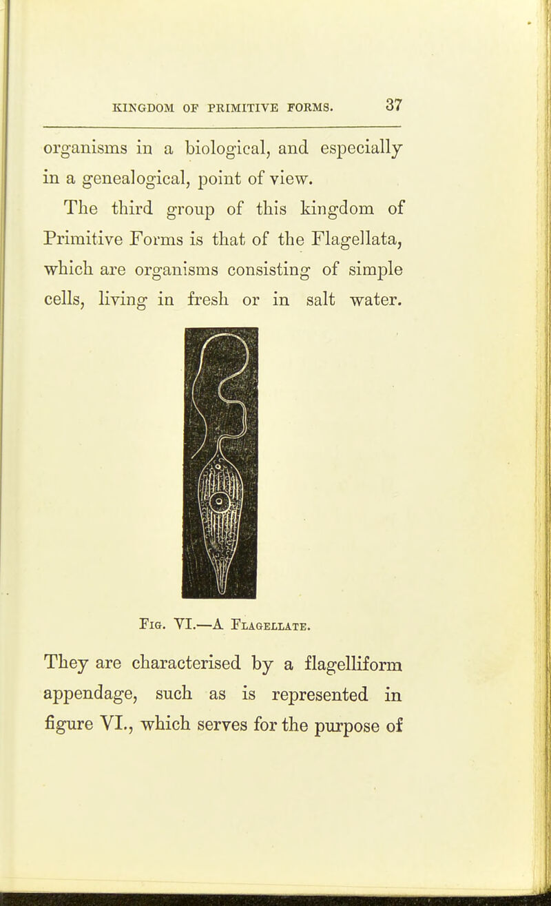 organisms in a biological, and especially in a genealogical, point of view. The third group of this kingdom of Primitive Forms is that of the Flagellata, which are organisms consisting of simple cells, living in fresh or in salt water. Tig. YI.—A Flagellate. They are characterised by a flagelliform appendage, such as is represented in figure VI., which serves for the purpose of