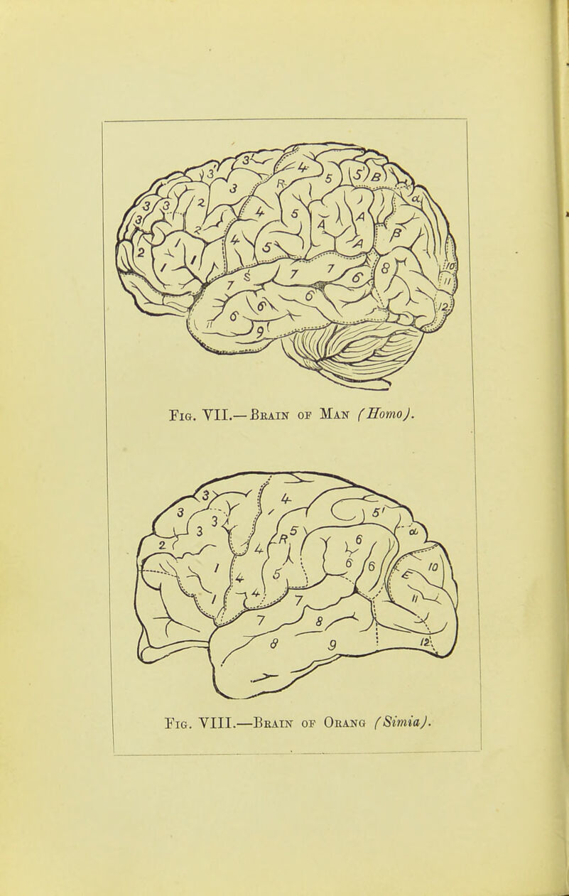 Fig. VII.—Beain of Man (HomoJ. Fig. VIII.—Beain or Oeang fSimiaJ.