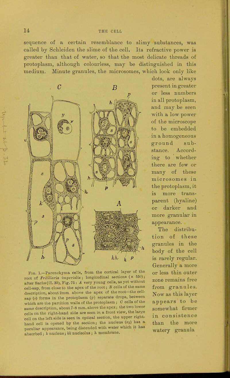 sequence of a certain resemblance to slimy substances, was called by Schleiden the slime of the cell. Its refractive power is greater than that of water, so that the most delicate threads of protoplasm, although colourless, may be distinguished in this medium. Minute granules, the microsomes, which look only like dots, are always B Fig. 1.—Parenchyma cells, from the cortical layer of the root of Frilillaria imperialis ; longitudinal section* (x 66(1); after Sachs([I. 33), Fig. 75 : A very young cells, as yet without cell-sap, from close to the apex of the root; B cells of the same description, ahout 2mm above the apex of tho root—the cell- sap (.«) forms in the protoplasm (p) separate drops, between which are the partition walls of the protoplasm ; C cells of the same description, about 7-8 mm.above the apex; the two lower cells on tho right-hand side are soon in a frout view, the lar^'O cell on the left side is seen in optical section, the upper right- hand cell is opened by the section; the nucleus has a peculiar appearance, being distended with water which it has absorbod ; fc nucleus; kh nucleolus ; h membrane. present in greater or less numbers in all protoplasm, and may be seen with a low power of the microscope to be embedded in a homogeneous ground sub- stance. Accord- ing to whether there are few or many of these microsomes in the protoplasm, it is more trans- parent (hyaline) or dai'ker and more granular in appearance. The distribu- tion of these granules in the body of the cell is rarely regular. Generally a more or less thin outer zone remains free from granules. Now as this layer appears to be somewhat firmer in consistence than the more watery grauula
