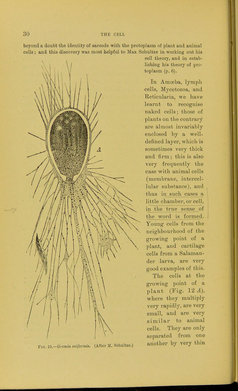 -7> beyond a doubt the identity of saroode with the protoplasm of plant and animal cells; and this discovery was most helpful to Max Schultze in working out his cell theory, and in estab- lishing his tbeory of pro- toplasm (p. 6). In Amoeba, lymph cells, Mycetozoa, and Heticularia, we have learnt to recognise naked cells; those of plants on the contrary are almost invariably enclosed by a well- defined layer, which is sometimes very thick and firm; this is also very frequently the case with animal cells (membrane, intercel- lular substance), and . thus in such cases_a 1 little chamber, or cell, in the true sense__of the word is formed. Young cells from the neighbourhood of the growing point of a plant, and cartilage cells from a Salaman- der larva, are very good examples of this. The cells at the growing point of a plant (Fig. ISA), where they multiply very rapidly, are very small, and are very similar to animal cells. They are only separated from one Fio.lO.-65-omiaoi^rmi.. (After xi. Schultze.) another by very thin