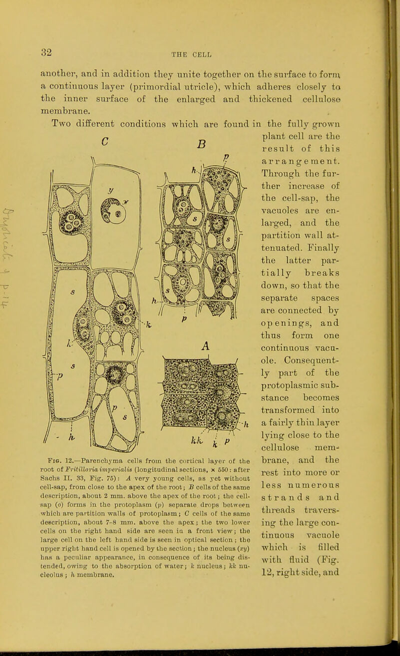 the inner surface of the membrane. Two different conditions enlarged another, and in addition they unite together on the surface to forrn a continuous layer (primordial utricle), which adheres closely to and thickened cellulose found in the fully grown plant cell are the result of this arrangement. Through the fur- ther increase of the cell-sap, the vacuoles are en- larged, and the partition wall at- tenuated. Finally the latter par- tially breaks down, so that the separate spaces are connected by openings, and thus form one continuous vacu- ole. Consequent- ly part of the protoplasmic sub- stance becomes transformed into a fairly thin layer lying close to the cellulose inem- brane, and the rest into more or less numerous strands and threads travers- ing the large con- tinuous vacuole which is filled with fluid (Fig. 12, right side, and Fig. 12.—Parenchyma cells from the cortical layer of the root of Fritilloria imjierialis (longitudinal sections, x 550: after Sachs II. 33, Pig. 75): A very young cells, as yet without cell-sap, from close to the apex of the root; B cells of the same description, about 2 mm. above the apex of the root; the cell- sap (o) forms in tho protoplasm (/>) separate drops between which are partition walls of protoplasm; C cells of the same description, about 7-8 mm. above the apex; tho two lower cells on tho right hand side aro soon ia a front view; tho large cell on the left hand side is seen in optical section ; tho upper right hand cell is opened by tho section ; the nucleus (pey] has a peculiar appearance, in consequence of its being dis- tended, owing to tho absorption of water; k nucleus; kk nu- cleolus ; h membrane.