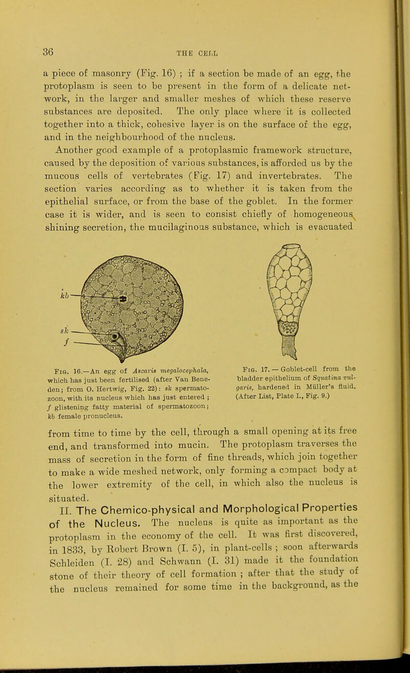 a piece of masonry (Fig. 16) ; if a section be made of an egg, the protoplasm is seen to be present in the form of a delicate net- work, in the larger and smaller meshes of which these reserve substances are deposited. The only place where it is collected together into a thick, cohesive layer is on the surface of the egg, and in the neighbourhood of the nucleus. Another good example of a protoplasmic framework structure, caused by the deposition of various substances, is afforded us by the mucous cells of vertebrates (Fig. 17) and invertebrates. The section varies according as to whether it is taken from the epithelial surface, or from the base of the goblet. In the former case it is wider, and is seen to consist chiefly of homogeneous shining secretion, the mucilaginous substance, which is evacuated Fig. 16.—An egg of Ascaris megaloccphala, Fig. 17. — Goblet-cell from the which has juat been fertilised (after Van Bene- bladder epithelium of Sguatina Hid- den ; from O. Hertwig, Fig. 22): s)c spermato- garis, hardened in Midler's fluid, zoon, with its nucleus which has just entered ; (After List, Plate I., Fig. 9.) / glistening fatty material of spermatozoon; Icb female pronucleus. from time to time by the cell, through a small opening at its free end, and transformed into mucin. The protoplasm traverses the mass of secretion in the form of fine threads, which join together to make a wide meshed network, only forming a compact body at the lower extremity of the cell, in which also the nucleus is situated. II. The Chemico-physical and Morphological Properties of the Nucleus. The nucleus is quite as important as the protoplasm in the economy of the cell. It was first discovered, in 1833, by Robert Brown (I. 5), in plant-cells ; soon afterwards Schleiden (I. 28) and Schwann (I. 31) made it the foundation stone of their theory of cell formation ; after that the study of the nucleus remained for some time in the background, as the