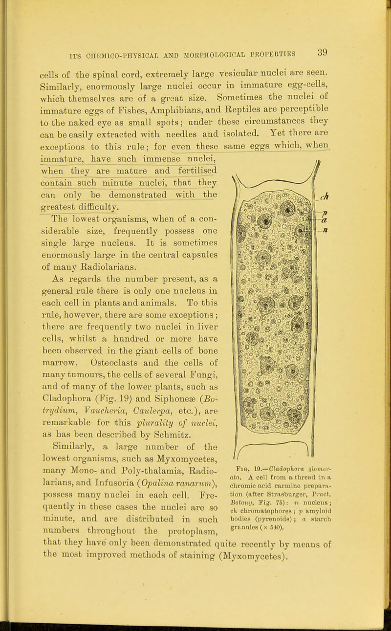 cells of the spinal cord, extremely large vesicular nuclei are seen. Similarly, enormously large nuclei occur in immature egg-cells, which themselves are of a great size. Sometimes the nuclei of immature eggs of Fishes, Amphibians, and Reptiles are perceptible to the naked eye as small spots; under these circumstances they can be easily extracted with needles and isolated. Yet there are exceptions to this rule; for even these same eggs wHch^when immature, have such immense nuclei, when they are mature and fertilised contain such minute nuclei, that they can only be demonstrated with the greatest difficulty. The lowest organisms, when of a con- siderable size, frequently possess one single large nucleus. It is sometimes enormously large in the central capsules of many Radiolarians. As regards the number present, as a general rule there is only one nucleus in each cell in plants and animals. To this rule, however, there are some exceptions ; there are frequently two nuclei in liver cells, whilst a hundred or more have been observed in the giant cells of bone marrow. Osteoclasts and the cells of many tumours, the cells of several Fungi, and of many of the lower plants, such as Cladophora (Fig. 19) and Siphoneae (Bo- try dium, Vaucheria, Caulerpa, etc.), are remarkable for this plurality of nuclei, as has been described by Schmitz. Similarly, a large number of the lowest organisms, such as Myxomycetes, many Mono- and Poly-thalamia, Radio- larians, and Infusoria (Opalina ranarum), possess many nuclei in each cell. Fre- quently in these cases the nuclei are so minute, and are distributed in such numbers throughout the protoplasm, that they have only been demonstrated quite recently by means of the most improved methods of staining (Myxomycetes). Fig. 19.— Cladophora glomvr- ata. A cell from a thread in a chromic acid carmine prepara- tion (after Strasburger, Front. Botany, Fi?. 75): 11 nucleus; ch chromatophore8 ; j) amyloid bodies (pyrenolds) ; « starch granules ( x 510).