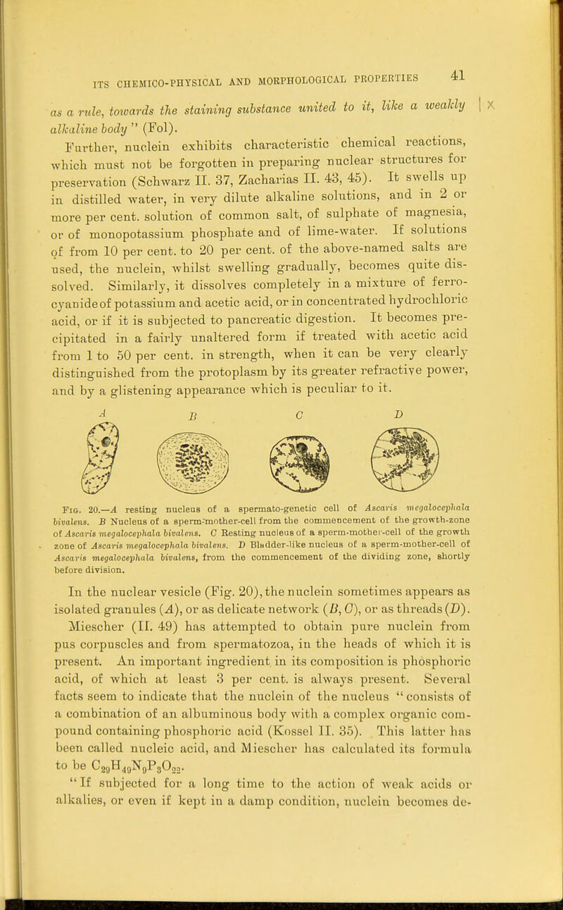 as a rule, towards the staining substance united to it, like a weakly alkaline body (Fol). Further, nuclein exhibits characteristic chemical reactions, which must not be forgotten in preparing nuclear structures for preservation (Schwarz II. 3.7, Zacharias II. 43, 45). It swells up in distilled water, in very dilute alkaline solutions, and in 2 or more per cent, solution of common salt, of sulphate of magnesia, or of monopotassium phosphate and of lime-water. If solutions of from 10 per cent, to 20 per cent, of the above-named salts are used, the nuclein, whilst swelling gradually, becomes quite dis- solved. Similarly, it dissolves completely in a mixture of ferro- cyanideof potassium and acetic acid, or in concentrated hydrochloric acid, or if it is subjected to pancreatic digestion. It becomes pre- cipitated in a fairly unaltered form if treated with acetic acid from 1 to 50 per cent, in strength, when it can be very clearly distinguished from the protoplasm by its greater refractive power, and by a glistening appearance which is peculiar to it. A B D Fig. 20.—A resting nucleus of a spermato-genetic cell of Ascaris megalocephala bivalens. J? Nucleus of a sperm-mother-cell from the commencement of the grovrth-zone of Ascaris megalocephala bivalens. G Resting nucleus of a sperm-mother-cell of the growth zone of Ascaris megalocephala bivalens. D Blndder-like nucleus of a sperm-mother-cell of Ascaris megalocepaala bivalens, from the commencement of the dividing zone, shortly before division. In the nuclear vesicle (Fig. 20), the nuclein sometimes appears as isolated granules (A), or as delicate network (B, G), or as threads (D). Miescher (II. 49) has attempted to obtain pure nuclein from pus corpuscles and from spermatozoa, in the heads of which it is present. An important ingredient in its composition is phosphoric acid, of which at least 3 per cent, is always present. Several facts seem to indicate that the nuclein of the nucleus consists of a combination of an albuminous body with a complex organic com- pound containing phosphoric acid (Kossel II. 35). This latter has been called nucleic acid, and Miescher has calculated its formula to be C80H40N9P3O22.  If subjected for a long time to the action of weak acids or alkalies, or even if kept in a damp condition, nuclein becomes de-