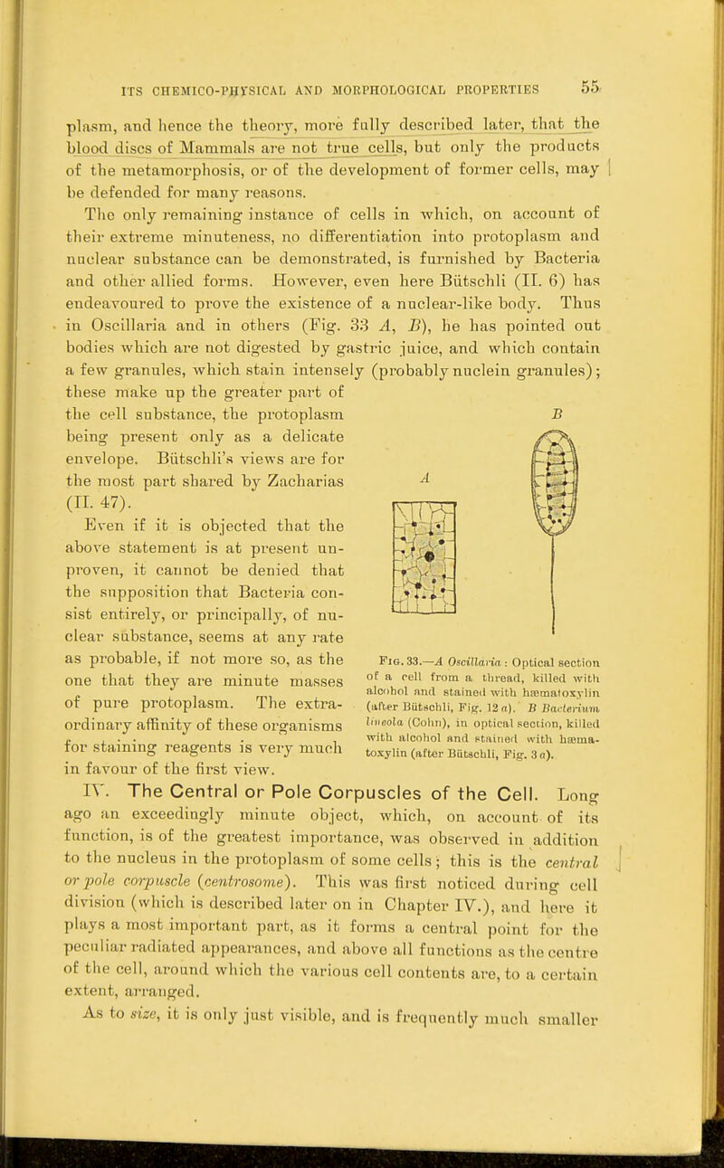 plasm, and hence the theory, more fully described later, that the blood discs of Mammals are not true cells, but only the products of the metamorphosis, or of the development of former cells, may [ be defended for many reasons. The only remaining instance of cells in which, on account of their extreme minuteness, no differentiation into protoplasm and nuclear substance can be demonstrated, is furnished by Bacteria and other allied forms. However, even here Biitschli (II. 6) has endeavoured to prove the existence of a nuclear-like body. Thus in Oscillaria and in others (Fig. 33 A, B), he has pointed out bodies which are not digested by gastric juice, and which contain a few granules, which stain intensely (probablynuclein granules); these make up the greater part of the cell substance, the protoplasm being present only as a delicate envelope. Biitschli's views are for the most part shared by Zacharias (II. 47). Even if it is objected that the above statement is at present un- proven, it cannot be denied that the supposition that Bacteria con- sist entirely, or principally, of nu- clear substance, seems at any rate as probable, if not more so, as the one that they are minute masses of pure protoplasm. The extra- ordinary affinity of these organisms for staining reagents is very much in favour of the first view. IV. The Central or Pole Corpuscles of the Cell. Long ago an exceedingly minute object, which, on account of its function, is of the greatest importance, was observed in addition to the nucleus in the protoplasm of some cells ■ this is the central or pole corpuscle (centrosome). This was first noticed during cell division (which is described later on in Chapter IV.)> and here it plays a most important part, as it forms a central point for the peculiar radiated appearances, and abovo all functions as the centre of the cell, around which the various cell contents are, to a certain extent, arranged. As to size, it is only just visible, and is frequently much smaller Fig. 33.—A Oscillaria : Optical section of a cell from a thread, killed with alcohol and stained with hasmatoxylin (after Biitschli, Fig. 12 a). B Bacterium lincola (Colin), in optical section, killed with alcohol and stained with hserna- tosylin (after Biitschli, Fig. 3 a).
