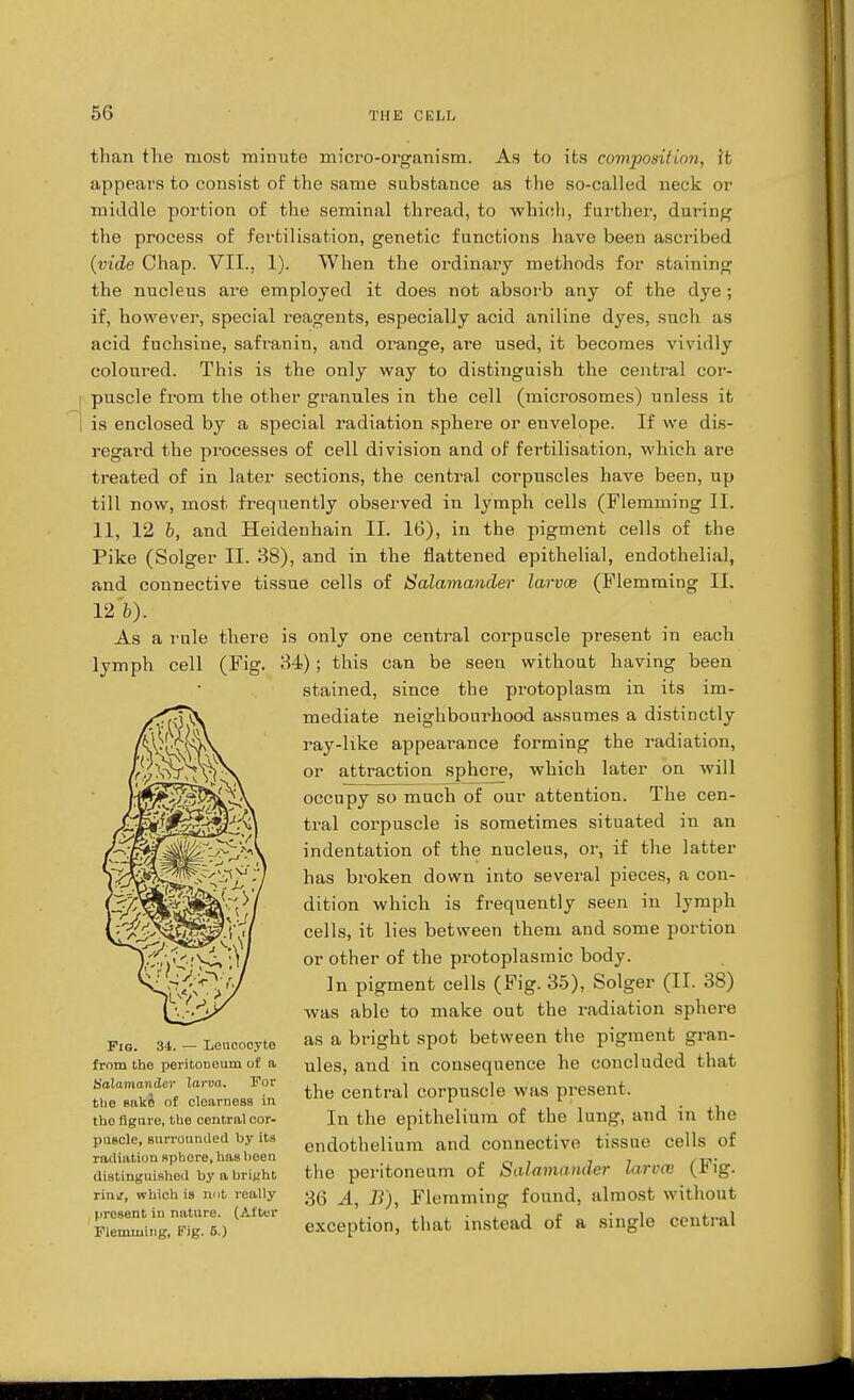 than the most minute micro-organism. As to its composition, it appears to consist of the same substance as the so-called neck or middle portion of the seminal thread, to -which, further, during the process of fertilisation, genetic functions have been ascribed {vide Chap. VII., 1). When the ordinary methods for staining the nucleus are employed it does not absorb any of the dye; if, however, special reagents, especially acid aniline dyes, such as acid fuchsine, safranin, and orange, are used, it becomes vividly coloured. This is the only way to distinguish the central cor- puscle from the other granules in the cell (microsomes) unless it is enclosed by a special radiation sphere or envelope. If we dis- regard the processes of cell division and of fertilisation, which are treated of in later sections, the central corpuscles have been, up till now, most frequently observed in lymph cells (Flemming II. 11, 12 b, and Heidenhain II. 16), in the pigment cells of the Pike (Solger II. 38), and in the flattened epithelial, endothelial, and connective tissue cells of Salamander larvce (Flemming II. 12 V). As a rule there is only one central corpuscle present in each lymph cell (Fig. 34); this can be seen without having been stained, since the protoplasm in its im- mediate neighbourhood assumes a distinctly ray-like appearance forming the radiation, or attraction sphere, which later on will occupy so much of our attention. The cen- tral corpuscle is sometimes situated in an indentation of the nucleus, or, if the latter has broken down into several pieces, a con- dition which is frequently seen in lymph cells, it lies between them and some portion or other of the protoplasmic body. In pigment cells (Fig. 35), Solger (II. 38) was able to make out the radiation sphere as a bright spot between the pigment gran- ules, and in consequence he concluded that the central corpuscle was present. In the epithelium of the lung, and in tin: endothelium and connective tissue cells of the peritoneum of Salamander larvce (Fig. 36 A, B), Flemming found, almost without exception, that instead of a single central Fig. 34. — Leucocyte from the peritoneum of a Salamander larva,. For tlie sake of clearness in the figure, the central cor- puscle, surrouniled by its radiation sphere, has been distinguished by a bright riiiir, which is nut really present in nature. (After Flemming, Kig. 6.)