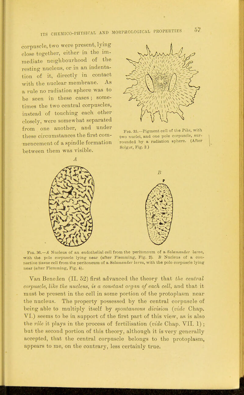 ITS corpuscle, two were present, lying close together, either in the im- mediate neighbourhood of the resting nucleus, or in an indenta- tion of it, directly in contact with the nuclear membrane. As a rule no radiation sphere was to be seen in these cases ; some- times the two central corpuscles, instead of touching each other closely, were somewhat separated from one another, and under these cii-cumstances the first com- mencement of a spindle formation between them was visible. A Pig. 35.—Pigment cell of the Pike, with two nuclei, and one pole corpuscle, sur- rounded by a radiation sphere. (After Solgjr, Fig. 2.) B Fig. 36.—A Nucleus of an endothelial cell from the peritoneum of a Salamander larva, with the pole corpuscle lying near (after Flemming, Fig. 2). B Nucleus of a con- nective tissue cell from the peritoneum of a Salamander larva, with the pole corpuscle lying near (after Flemming, Fig. i). Van Beneden (II. 52) first advanced the theory that the central corpuscle, like the nucleus, is a constant organ of each cell, and that it must be present in the cell in some portion of the protoplasm near the nucleus. The property possessed by the central corpuscle of being able to multiply itself by spontaneous division (vide Chap. VI.) seems to be in support of the first part of this view, :is is also the role it plays in the process of fertilisation (vide Chap. VII. 1) ; but the second portion of this theory, although it is very generally accepted, that the central corpuscle belongs to tho protoplasm, appears to me, on the contrary, less certainly true.