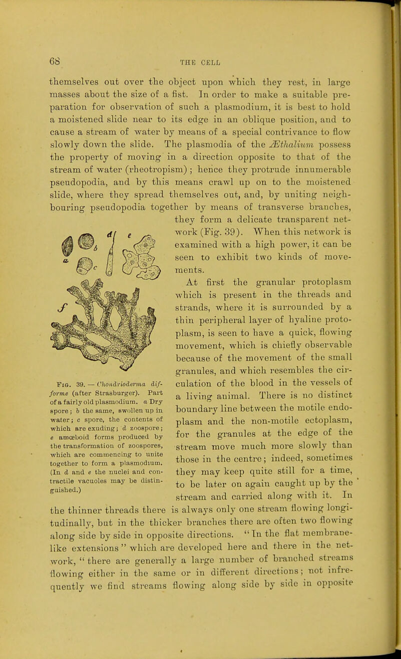 themselves out over the object upon which they rest, in large masses about the size of a fist. In order to make a suitable pre- paration for observation of such a plasmodium, it is best to hold a moistened slide near to its edge in an oblique position, and to cause a stream of water by means of a special contrivance to flow slowly down the slide. The plasmodia of the JEthalium possess the property of moving in a direction opposite to that of the stream of water (rheotropism) ; hence they protrude innumerable pseudopodia, and by this means crawl up on to the moistened slide, where they spread themselves out, and, by uniting neigh- bouring pseudopodia together by means of transverse branches, they form a delicate transparent net- work (Fig. 39). When this network is examined with a high power, it can be seen to exhibit two kinds of move- ments. At first the granular protoplasm which is present in the threads and strands, where it is surrounded by a thin peripheral layer of hyaline proto- plasm, is seen to have a quick, flowing movement, which is chiefly observable because of the movement of the small granules, and which resembles the cir- culation of the blood in the vessels of a living1 animal. There is no distinct boundary line between the motile endo- plasm and the non-motile ectoplasm, for the granules at the edge of the stream move much more slowly than those in the centre; indeed, sometimes they may keep quite still for a time, to be later on again caught up by the stream and carried along with it. In the thinner threads there is always only one stream flowing longi- tudinally, but in the thicker brandies there are often two flowing along side by side in opposite directions.  In the flat membrane- like extensions  which are developed here and there in the net- work,  there are generally a large number of branched streams flowing either in the same or in different directions; not infre- quently we find streams flowing along side by side in opposite Fig. 39. — Vhoiulrioderma dif- forme (after Strasburger). Part of a fairly old Plasmodium, a Dry spore ; b the same, swollen up in water; c spore, the contents of which are exuding; d zoospore; e amoeboid forms produced by the transformation of zoospores, which are commencing to unite together to form a Plasmodium. (In d and e the nuclei and con- tractile vacuoles may be distin- guished.)