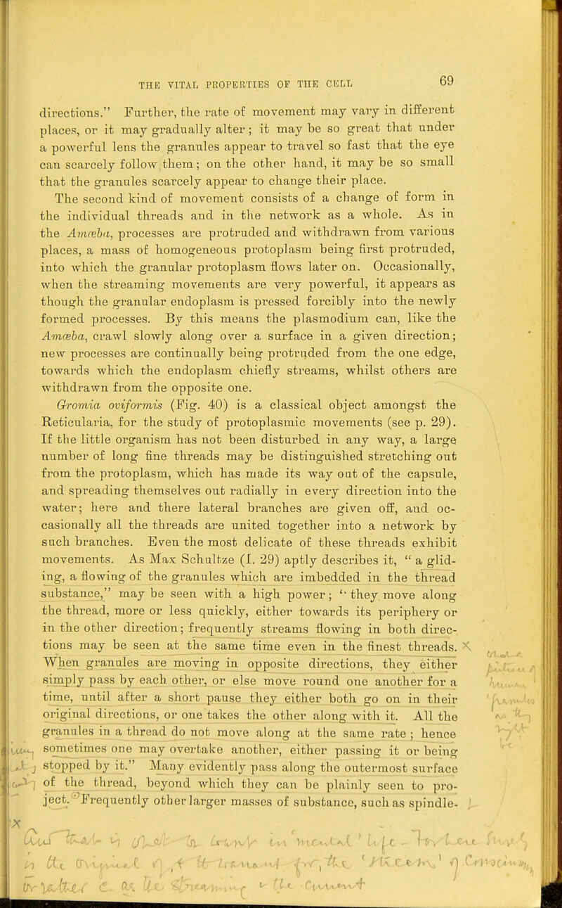 directions. Further, the rate of movement may vary in different places, or it may gradually alter ; it may be so great that under a powerful lens the granules appear to travel so fast that the eye can scarcely follow them; on the other hand, it maybe so small that the granules scai'cely appear to change their place. The second kind of movement consists of a change of form in the individual threads and in the network as a whole. As in the Ammbti, processes are protruded and withdrawn from various places, a mass of homogeneous protoplasm being first protruded, into which the granular protoplasm flows later on. Occasionally, when the streaming movements are very powerful, it appears as though the granular endoplasm is pressed forcibly into the newly formed processes. By this means the plasmodium can, like the Amceba, crawl slowly along over a surface in a given direction; new processes are continually being protruded from the one edge, towards which the endoplasm chiefly streams, whilst others are withdrawn from the opposite one. Oromia oviformis (Fig. 40) is a classical object amongst the Reticularia, for the study of protoplasmic movements (see p. 29). If the little organism has not been disturbed in any way, a large number of long fine threads may be distinguished stretching out from the protoplasm, which has made its way out of the capsule, and spreading themselves out radially in every direction into the water; here and there lateral branches are given off, and oc- casionally all the threads are united together into a network by such branches. Even the most delicate of these threads exhibit movements. As Max Schultze (I. 29) aptly describes it,  a glid- ing, a flowing of the granules which are imbedded in the thread substance, maybe seen with a high power; they move along the thread, more or less quickly, either towards its periphery or in the other direction; frequently streams flowing in both direc- tions may be seen at the same time even in the finest threads. x C/-U When grannies are moving in opposite directions, they either sjmply pass by each other, or else move round one another for a time, until after a short pause they either both go on in their original directions, or one takes the other along with it. All the granules in a thread do not move along at the same rate ; hence sometimes one may overtake another, either passing it or being stopped by it. Many evidently pass along the outermost surface of the thread, beyond which they can be plainly seen to pro- ject. ' Frequently other larger masses of substance, such as spindle- I -J l r> i