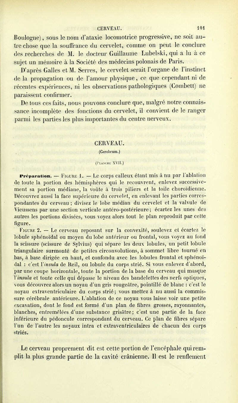 Boulogne), sous le nom d'ataxie locomotrice progressive, ne soit au- tre chose que la souffrance du cervelet, comme on peut le conclure des recherches de M. le docteur Guillaume Lubelski, qui a lu à ce sujet un mémoire à la Société des médecins polonais de Paris. D'après Galles et M. Serres, le cervelet serait l'organe de l'instinct de la propagation ou de l'amour physique, ce que cependant ni de récentes expériences, ni les observations pathologiques (Combett) ne paraissent confirmer. De tous ces faits, nous pouvons conclure que, malgré notre connais- sance incomplète des fonctions du cervelet, il convient de le ranger parmi les parties les plus importantes du centre nerveux. CERVEAU. (Cerebrum.) (Planche XVII.) ■•réparation. — FiGURE 1. — Le corps calleu.x; étant mis cà nu par l'ablation (le toute la portion des hémisphères qui le recouvrent, enlevez successive- ment sa portion médiane, la voûte à trois piliers et la toile choroïdienne. Découvrez aussi la face supérieure du cervelet, en enlevant les parties corres- pondantes du cerveau ; divisez le lobe médian du cervelet et la valvule de Vieussens par une section verticale antéro-postérieure ; écartez les unes des autres les portions divisées, vous voyez alors tout le plan reproduit par cette figure. FiGURF. 2. — Le cerveau reposant sur la convexité, soulevez et écartez le lobule sphénoïdal ou moyen du lobe antérieur ou frontal, vous voyez au fond la scissure (scissure de Sylvius) qui sépare les deux lobules, un petit lobule triangulaire surmonté de petites circonvolutions, à sommet libre tourné en bas, à base dirigée en haut, et confondu avec les lobules frontal et sphénoï- dal : c'est Vinsula de Reil, ou lobule du corps strié. Si vous enlevez d'abord, par une coupe horizontale, toute la portion de la base du cerveau qui masque Vinsula et toute celle qui dépasse le niveau des bandelettes des nerfs optiques, vous découvrez alors un noyau d'un gris rougeâtre, pointillé de blanc : c'est le noyau extraventriculaire du corps strié; vous mettez à nu aussi la commis- sure cérébrale antérieure. L'ablation de ce noyau vous laisse voir une petite excavation, dont le fond est formé d'un plan de fibres grosses, rayonnantes, blanches, entremêlées d'une substance grisâtre ; c'est une partie de la face inférieure du pédoncule correspondant du cerveau. Ce plan de fibres sépare l'un de l'autre les noyaux intra et extraventriculaires de chacun des corps striés. Le cerveau proprement dit est cette portion de l'encéphale qui rem- plit la plus grande partie de la cavité crânienne. 11 est le renflement