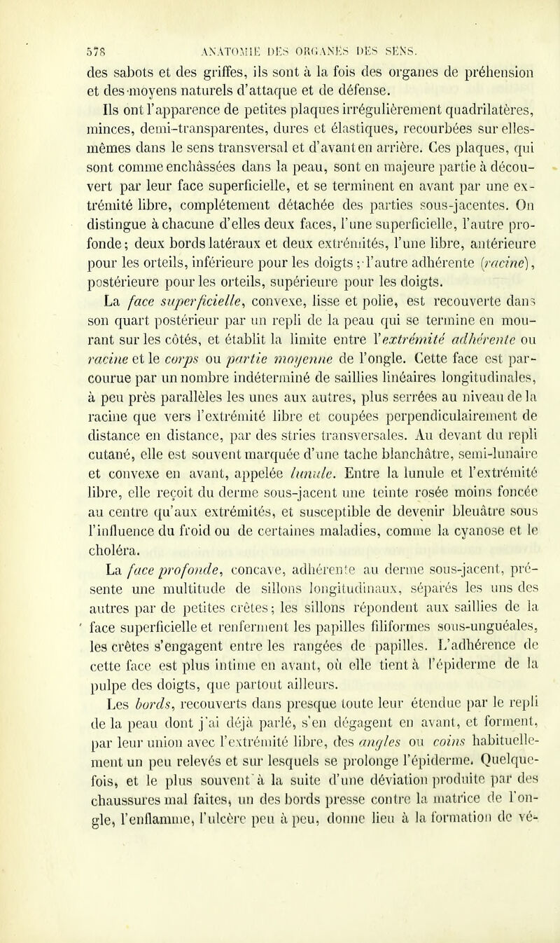 des sabots et des griffes, ils sont à la fois des organes de préhension et des-moyens naturels d'attaque et de défense. Ils ont l'apparence de petites plaques irrégulièrement quadrilatères, minces, demi-transparentes, dures et élastiques, recourbées sur elles- mêmes dans le sens transversal et d'avant en arrière. Ces plaques, qui sont comme enchâssées dans la peau, sont en majeure partie à décoii- - vert par leur face superficielle, et se terminent en avant par une ex- trémité libre, complètement détachée des parties sous-jacentes. On distingue à chacune d'elles deux faces, l'une superficielle, l'autre pro- fonde; deux bords latéraux et deux extrémités, l'une libre, antérieure pour les orteils, inférieure pour les doigts -/l'autre adhérente (racine), postérieure pour les orteils, supérieure pour les doigts. La face superficielle, convexe, lisse et polie, est recouverte dans son quart postérieur par un repli de la peau qui se termine en mou- rant sur les côtés, et établit la limite entre Xextrémité adhérente ou racine et le corps ou partie moijenne de l'ongle. Cette face est par- courue par un nombre indéterminé de saillies linéaires longitudinales, à peu près parallèles les unes aux autres, plus serrées au niveau de la racine que vers l'extrémité libre et coupées perpendiculairement de distance en distance, par des stries transversales. Au devant du repli cutané, elle est souvent marquée d'une tache blanchâtre, semi-lunaire et convexe en avant, appelée lunule. Entre la lunule et l'extrémité libre, elle reçoit du derme sous-jacent ime teinte rosée moins foncée au centre qu'aux extrémités, et susceptible de devenir bleuâtre sous l'influence du froid ou de certaines maladies, comme la cyanose et le choléra. La face profonde, concave, adhérente au derme sous-jacent, pré- sente une multitude de sillons longitudinaux, séparés les uns des autres par de petites crêtes ; les sillons répondent aux saillies de la ' face superficielle et renferment les papilles filiformes soiis-unguéales, les crêtes s'engagent enti'e les rangées de papilles. L'adhérence de cette face est plus intime en avant, où elle tient à l'épiderme de la pulpe des doigts, que partout ailleurs. Les bords, recouvei'ts dans presque toute leur étendue par le repli de la peau dont j'ai déjà parlé, s'en dégagent en avant, et forment, par leui' union avec l'extrémité libre, des angles ou coins habituelle- ment un peu relevés et sur lesquels se prolonge l'épiderme. Quelque- fois, et le plus souvent'à la suite d'une déviation produite par des chaussures mal faites, un des bords presse contre la matrice de l'on- gle, l'enflamme, l'ulcère peu à peu, donne lieu à la formation de vé-