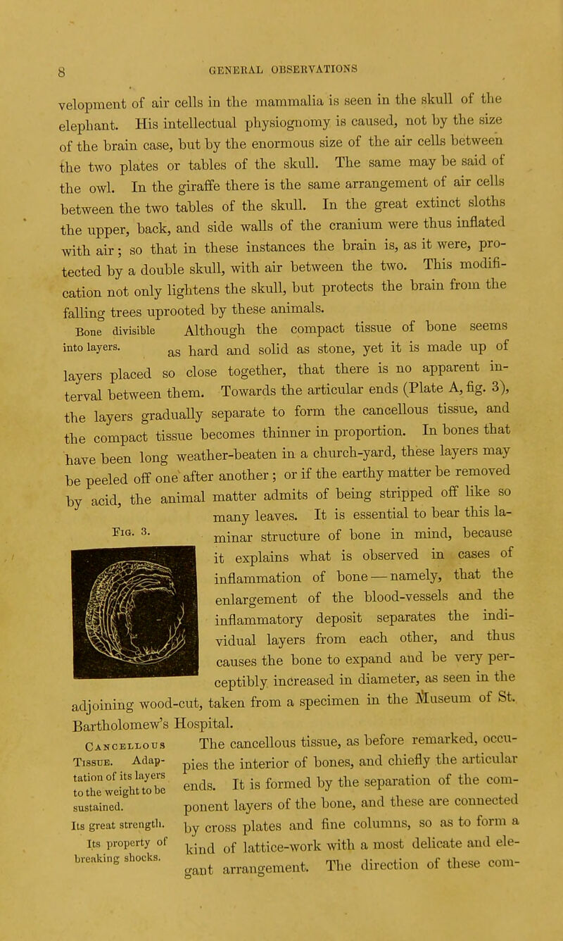 velopment of air cells in the mammalia is seen in the skull of the elephant. His intellectual physiognomy is caused, not by the size of the brain case, but by the enormous size of the air cells between the two plates or tables of the skull. The same may be said of the owl. In the giraffe there is the same arrangement of air cells between the two tables of the skull. In the great extinct sloths the upper, back, and side walls of the cranium were thus inflated with air; so that in these instances the brain is, as it were, pro- tected by a double skull, with air between the two. This modifi- cation not only lightens the skull, but protects the brain from the falling trees uprooted by these animals. Bone divisible Although the compact tissue of bone seems into layers. ^^^g^ soljd as stone, yet it is made up of layers placed so close together, that there is no apparent in- terval between them. Towards the articular ends (Plate A, fig. 3), the layers gradually separate to form the cancellous tissue, and the compact tissue becomes thinner in proportion. In bones that have been long weather-beaten in a church-yard, these layers may be peeled off one after another ; or if the earthy matter be removed by acid, the animal matter admits of being stripped off Hke so many leaves. It is essential to bear this la- minar structure of bone in mind, because it explains what is observed in cases of inflammation of bone — namely, that the enlargement of the blood-vessels and the inflammatory deposit separates the indi- vidual layers from each other, and thus causes the bone to expand and be very per- ceptibly increased in diameter, as seen in the adjoining wood-cut, taken from a specimen in the IN'luseum of St. Bartholomew's Hospital. Canceli-ous The cancellous tissue, as before remarked, occu- TissTiE. Adap- p-gg interior of bones, and chiefly the articular ' ^^^Ys. It is formed by the separation of the com- ponent layers of the bone, and these are connected by cross plates and fine columns, so as to form a kind of lattice-work with a most delicate and ele- gant arrangement. The direction of these com- FlG. 3. tation of its layers to the weight to he sustained. Its great strength. Its property of breaking shocks.