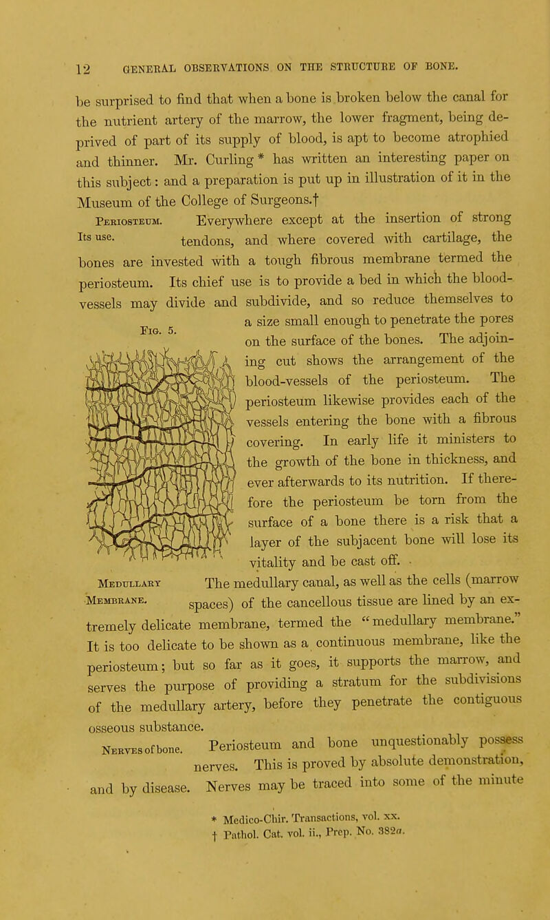 Tig. 5. be surprised to find that when a bone is broken below the canal for the nutrient artery of the marrow, the lower fragment, being de- prived of part of its supply of blood, is apt to become atrophied and thinner. Mr. Curling * has written an interesting paper on this subject: and a preparation is put up in illustration of it in the Museum of the College of Surgeons.t Periosteum. Everywhere except at the insertion of strong Its use. tendons, and where covered with cartilage, the bones are invested with a toiigh fibrous membrane termed the periosteum. Its chief use is to provide a bed in which the blood- vessels may divide and subdivide, and so reduce themselves to a size small enough to penetrate the pores on the surface of the bones. The adjoin- ing cut shows the arrangement of the blood-vessels of the periosteum. The periosteum likewise provides each of the vessels entering the bone with a fibrous covering. In early life it ministers to the growth of the bone in thickness, and ever afterwards to its nutrition. If there- fore the periosteum be torn from the surface of a bone there is a risk that a layer of the subjacent bone will lose its vitality and be cast off. • The medullary canal, as well as the cells (marrow spaces) of the cancellous tissue are lined by an ex- tremely delicate membrane, termed the medullary membrane. It is too delicate to be shown as a continuous membrane, like the periosteum; but so far as it goes, it supports the marrow, and serves the purpose of providing a stratum for the subdivisions of the medullary artery, before they penetrate the contiguous osseous substance. NEHVEsofbone. Periosteum and bone unquestionably possess nerves. This is proved by absolute demonstration, and by disease. Nerves may be traced into some of the minute * Medico-Chir. Transactions, vol. xx. t Pathol. Cat. vol. ii., Prep. No. 382fl. Medullary Membrane.