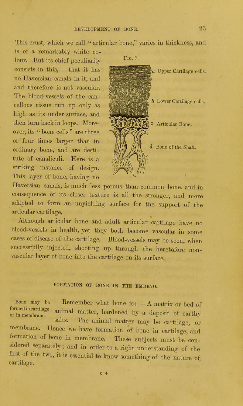 a Upper Cartilage cells. b Lower Cartilage cells. This crust, which we call articular Lone, varies in thickness, and is of a remarkably white co- lour. But its chief peculiarity consists in this, — that it has no Haversian canals in it, and and therefore is not vascular. The blood-vessels of the can- cellous tissue run up only as high as its under surface, and then turn back in loops. More- over, its  bone cells  are three or four times larger than in ordinary bone, and are desti- tute of canaliculi. Here is a striking instance of design. This layer of bone, having no Haversian canals, is much less porous than common bone, and in consequence of its closer texture is all the stronger, and more adapted to form an unyielding surface for the support of the articular cartilage. Although articular bone and adult articular cartilage have no blood-vessels in health, yet they both become vascular in some cases of disease of the cartilage. Blood-vessels may be seen, when successfully injected, shooting up through the heretofore non- vascular layer of bone into the cartilage on its surface. rOEMATION OF BONE IN THE EMBRYO. Bone may be Remember what bone is: — A matrix or bed of o^rmembmnr' matter, hardened by a deposit of earthy salts. The animal matter may be cartilage, or membrane. Hence we have formation of bone in cartilage, and formation of bone in membrane. These subjects must be con- sidered separately; and in order to a right understanding of the first of the two, it is essential to know something of the nature o£ cartilage.